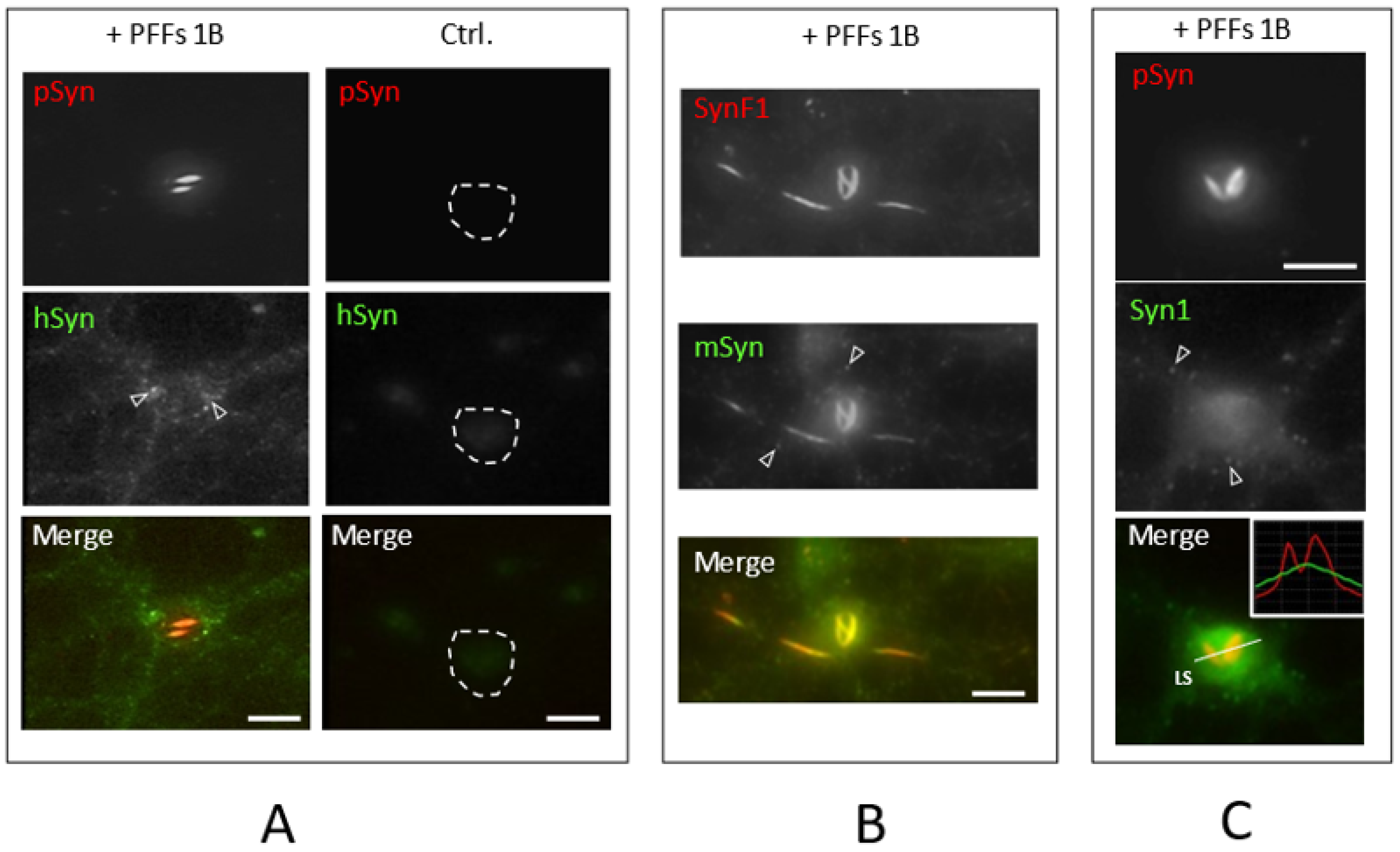 Biomolecules 12 00436 g005