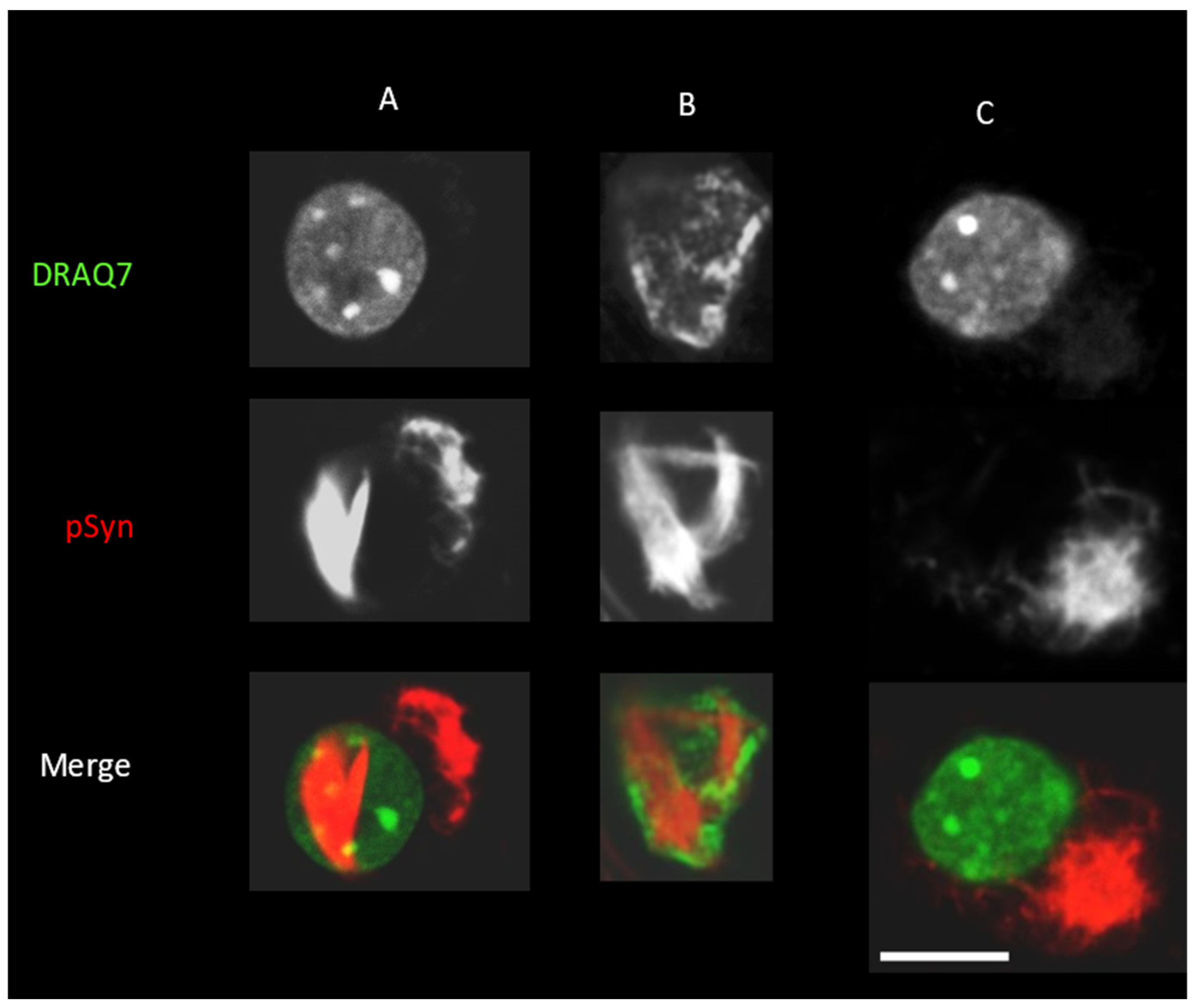 Biomolecules 12 00436 g007