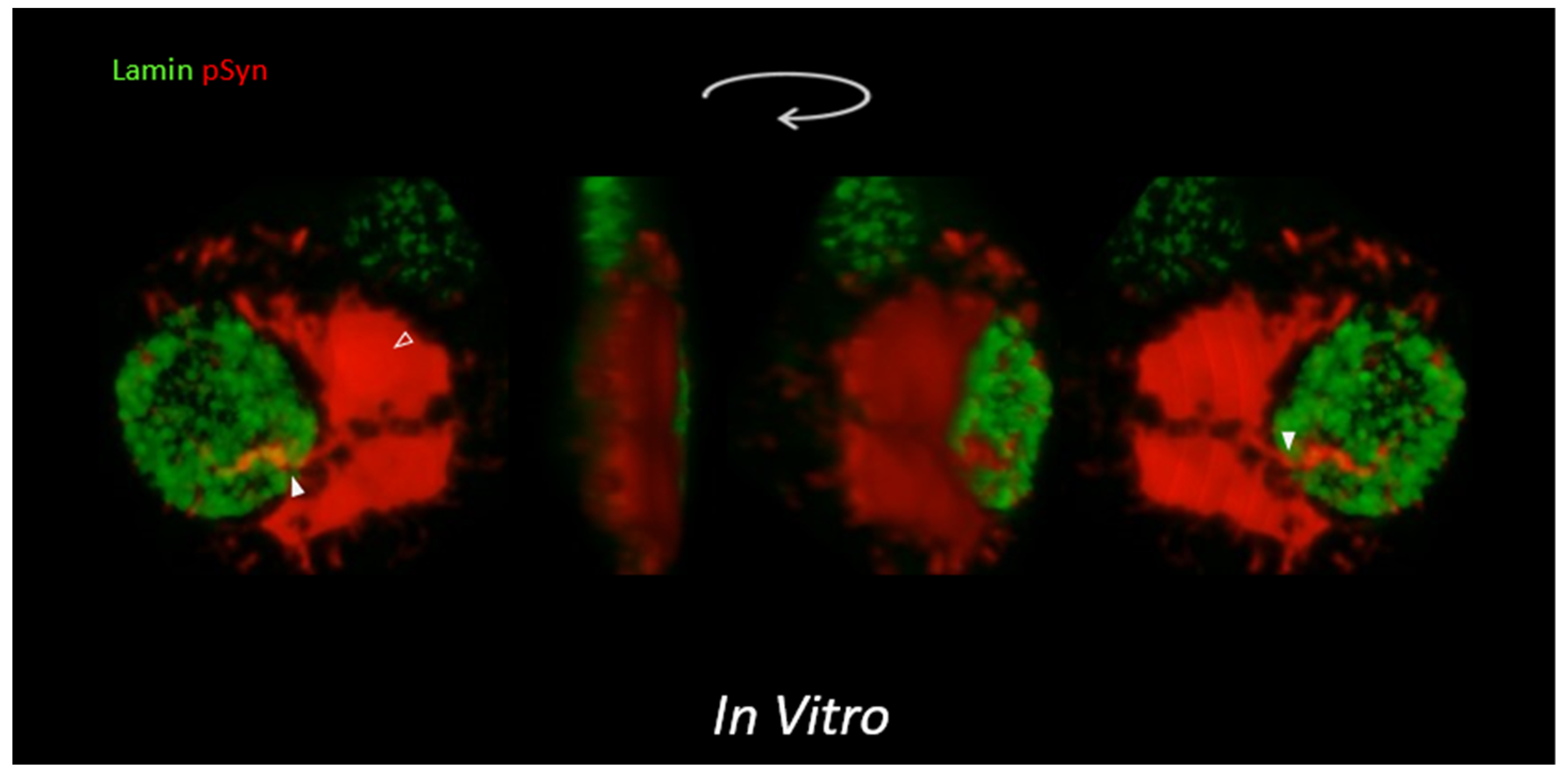 Biomolecules 12 00436 g009