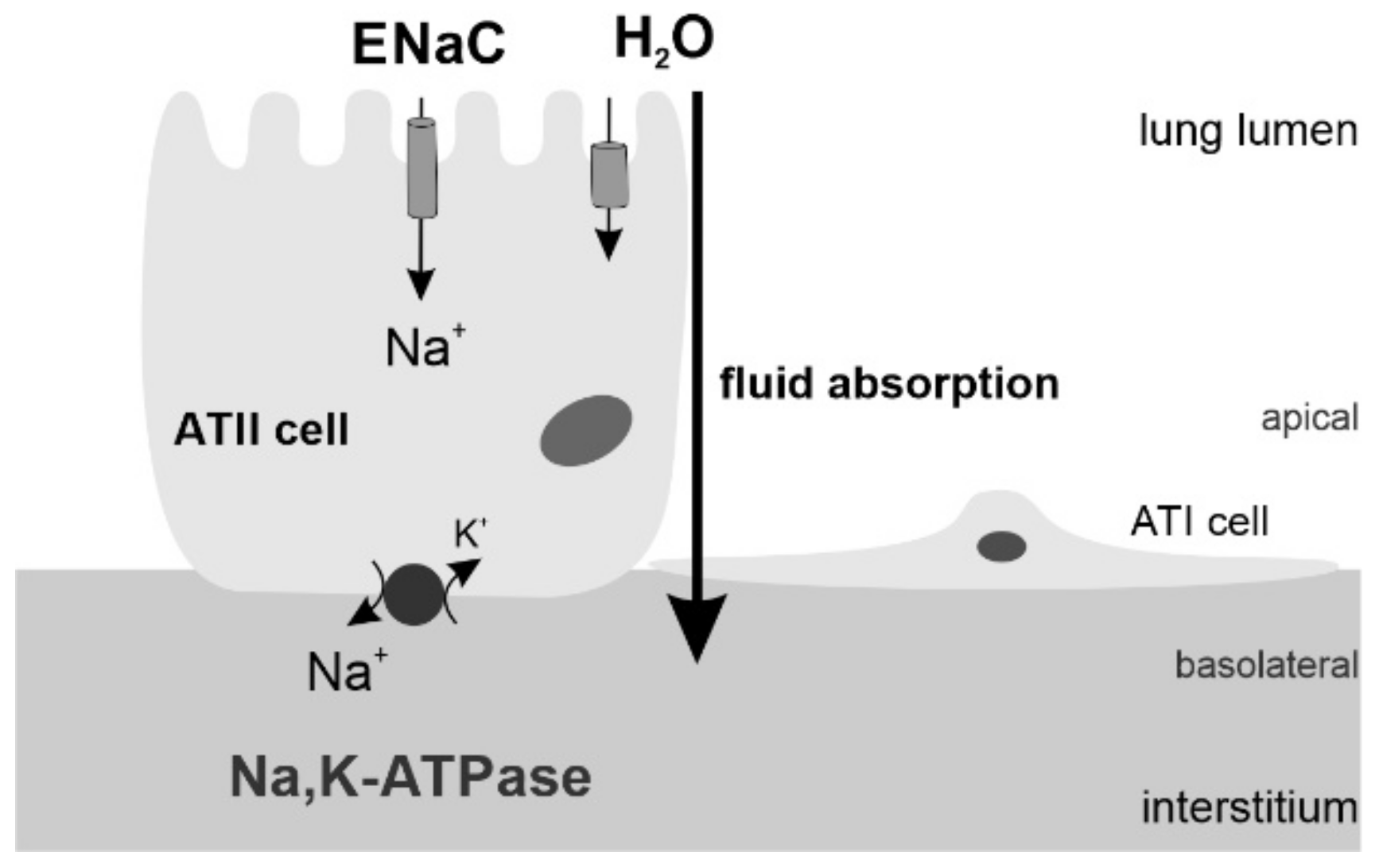 Biomolecules 12 00437 g001 Biomolecules 12 00437 g001