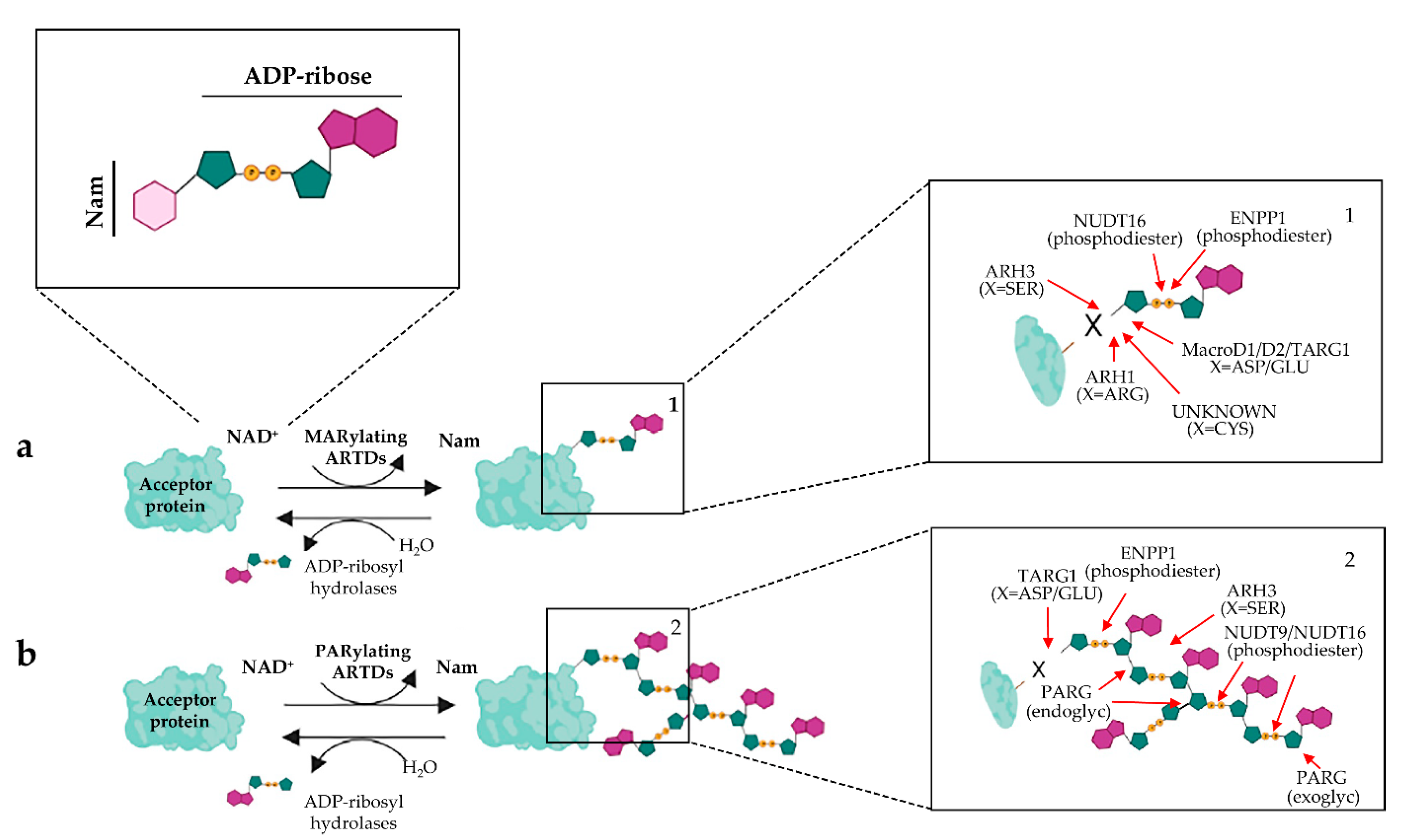 Biomolecules 12 00443 g001 Biomolecules 12 00443 g001