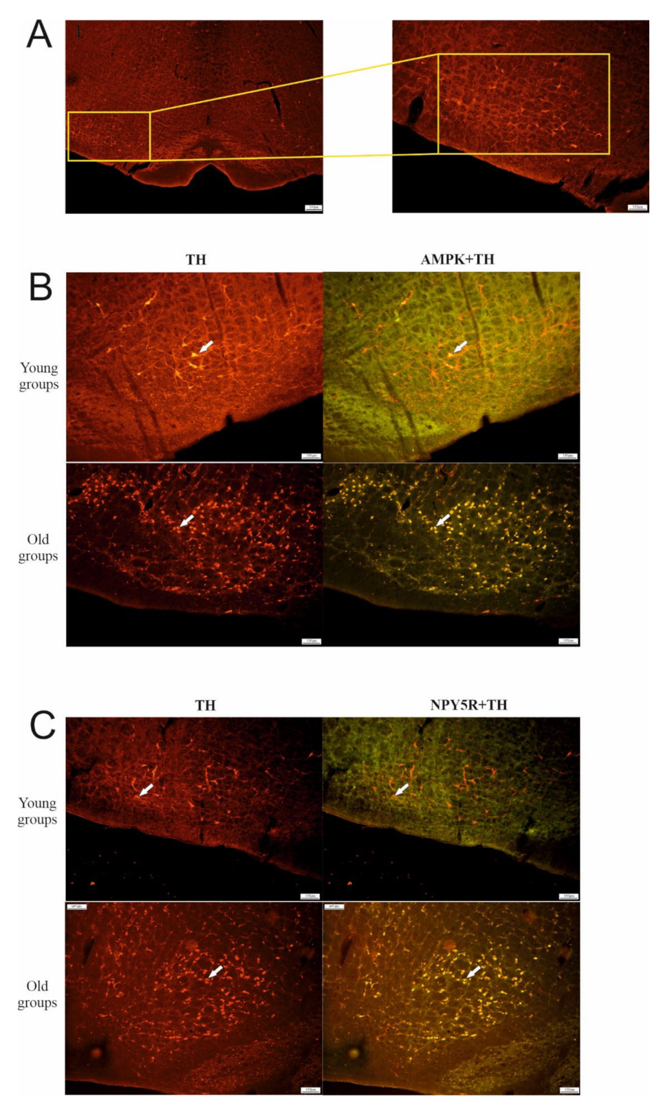 Biomolecules 12 00449 g001 Biomolecules 12 00449 g001