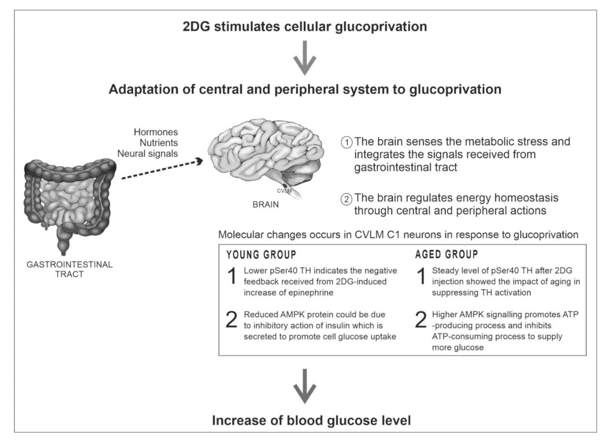 Biomolecules 12 00449 g004 Biomolecules 12 00449 g004