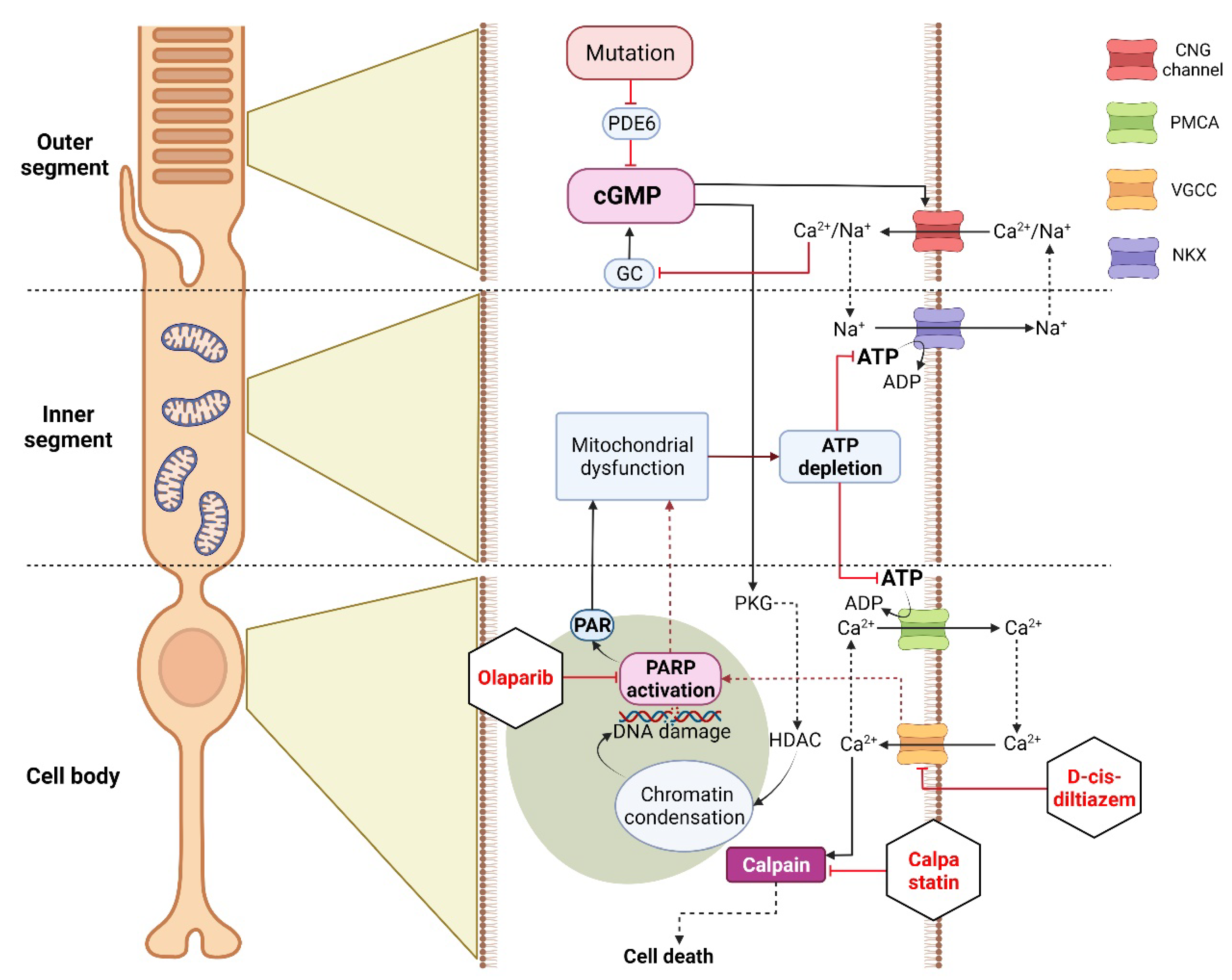 Biomolecules 12 00455 g007 Biomolecules 12 00455 g007