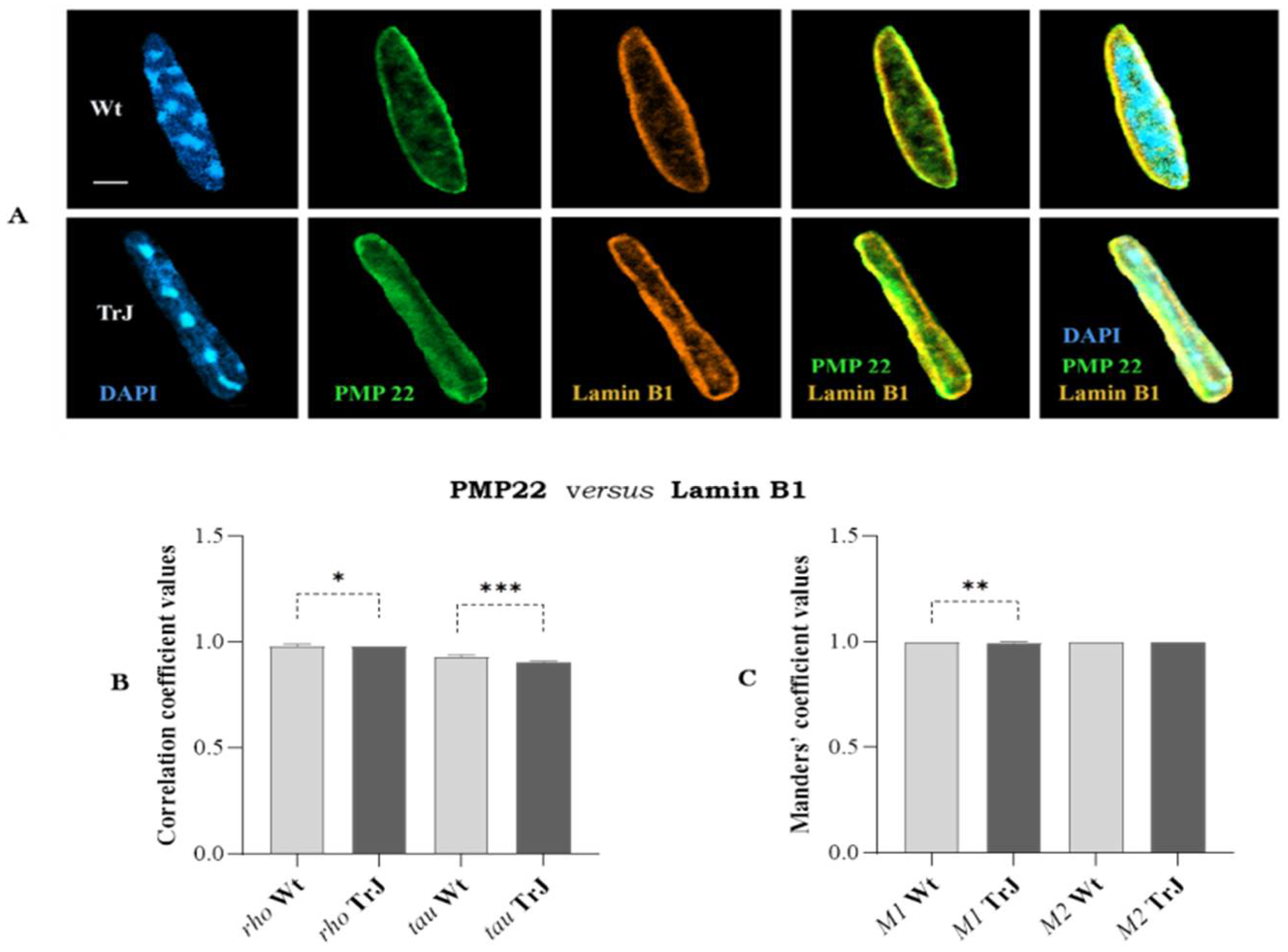 Biomolecules 12 00456 g007