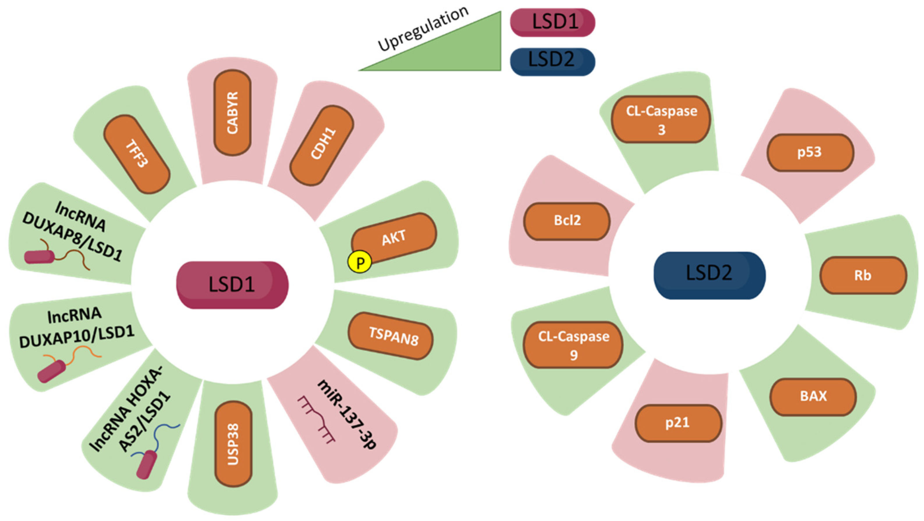 Biomolecules 12 00462 g004