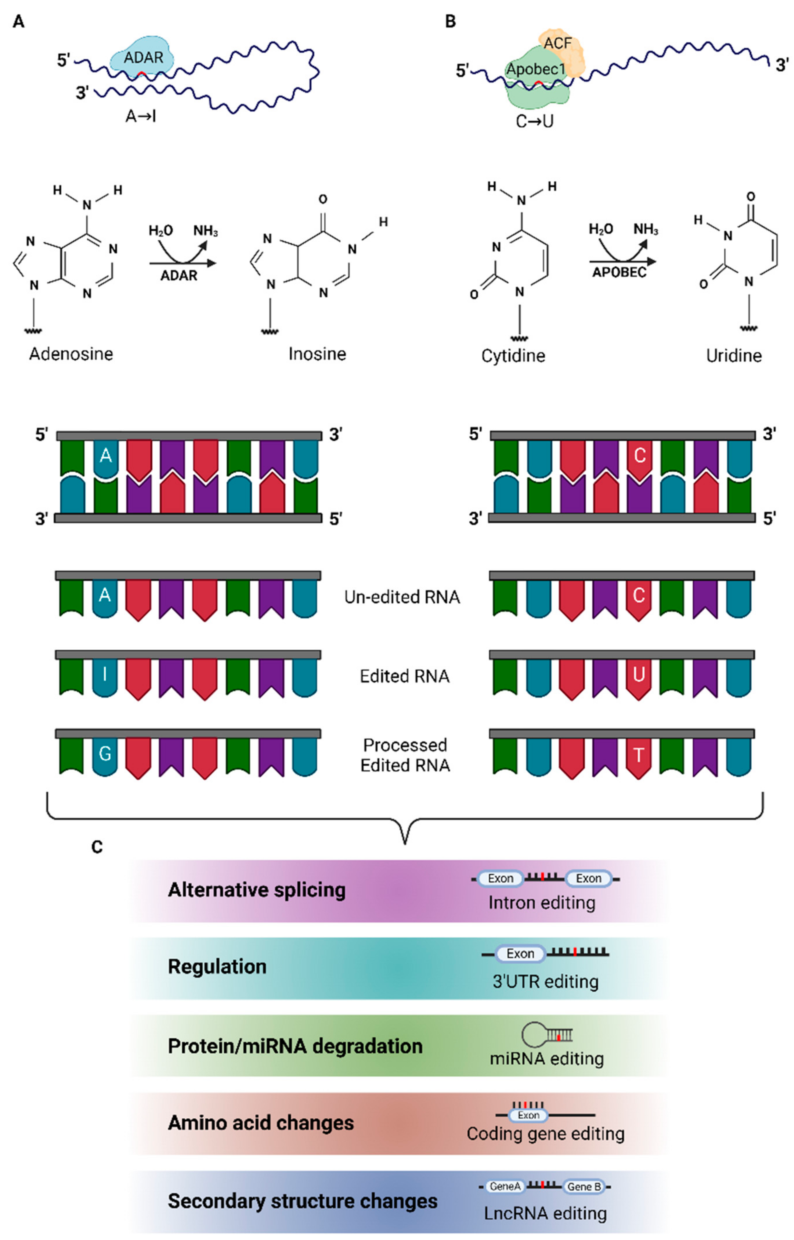 Biomolecules 12 00465 g001 Biomolecules 12 00465 g001