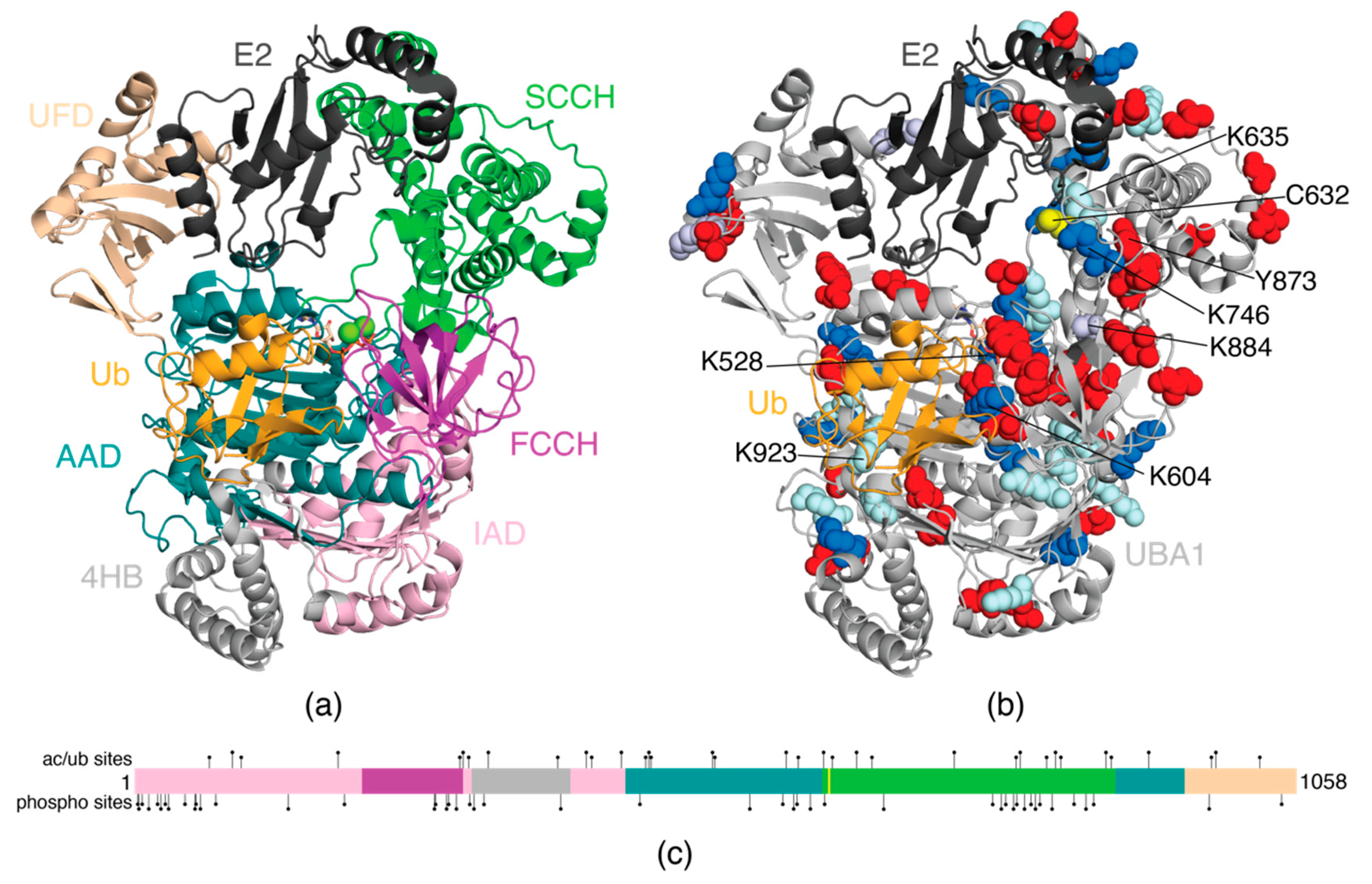 Biomolecules 12 00467 g002