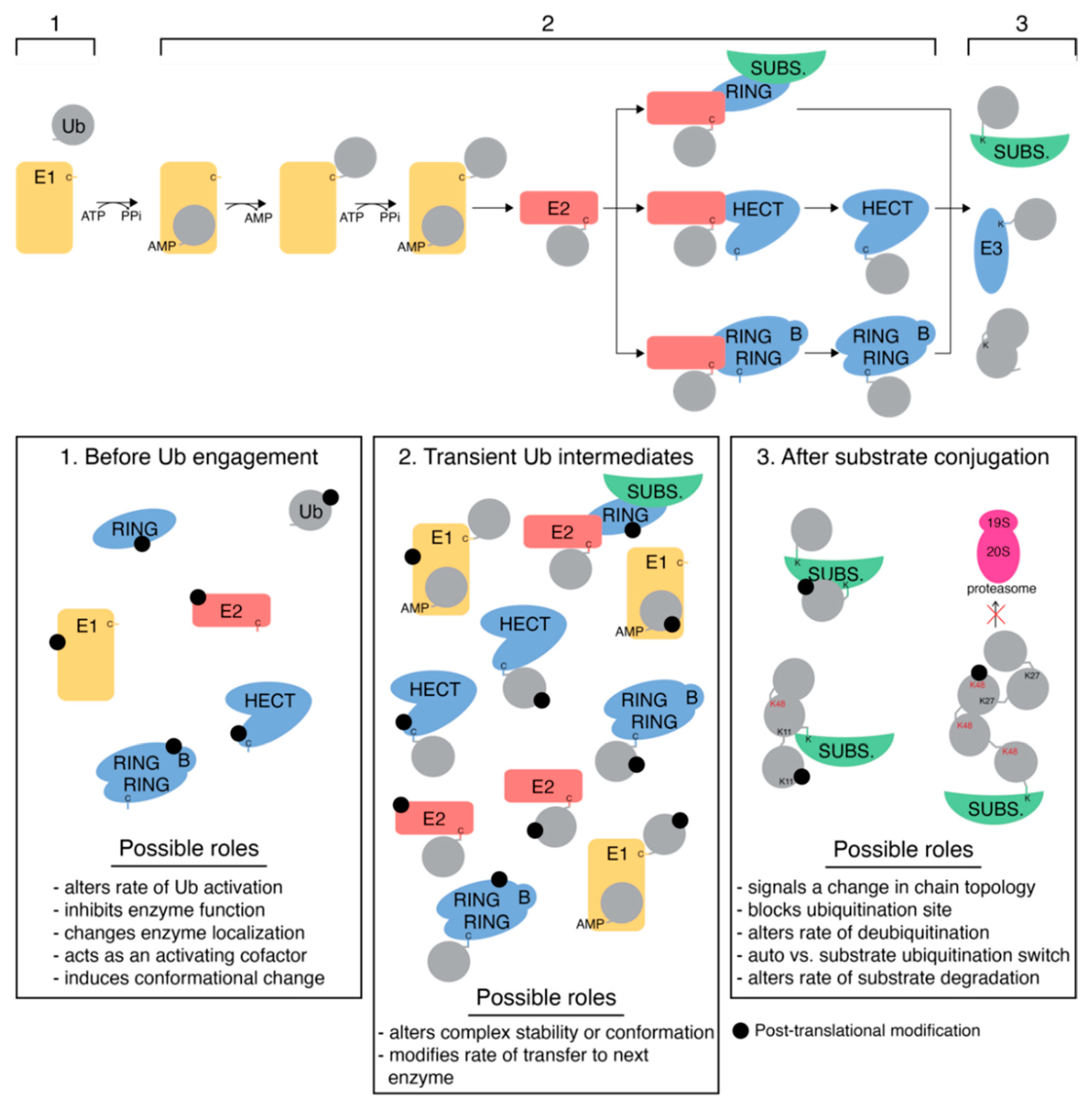 Biomolecules 12 00467 g004
