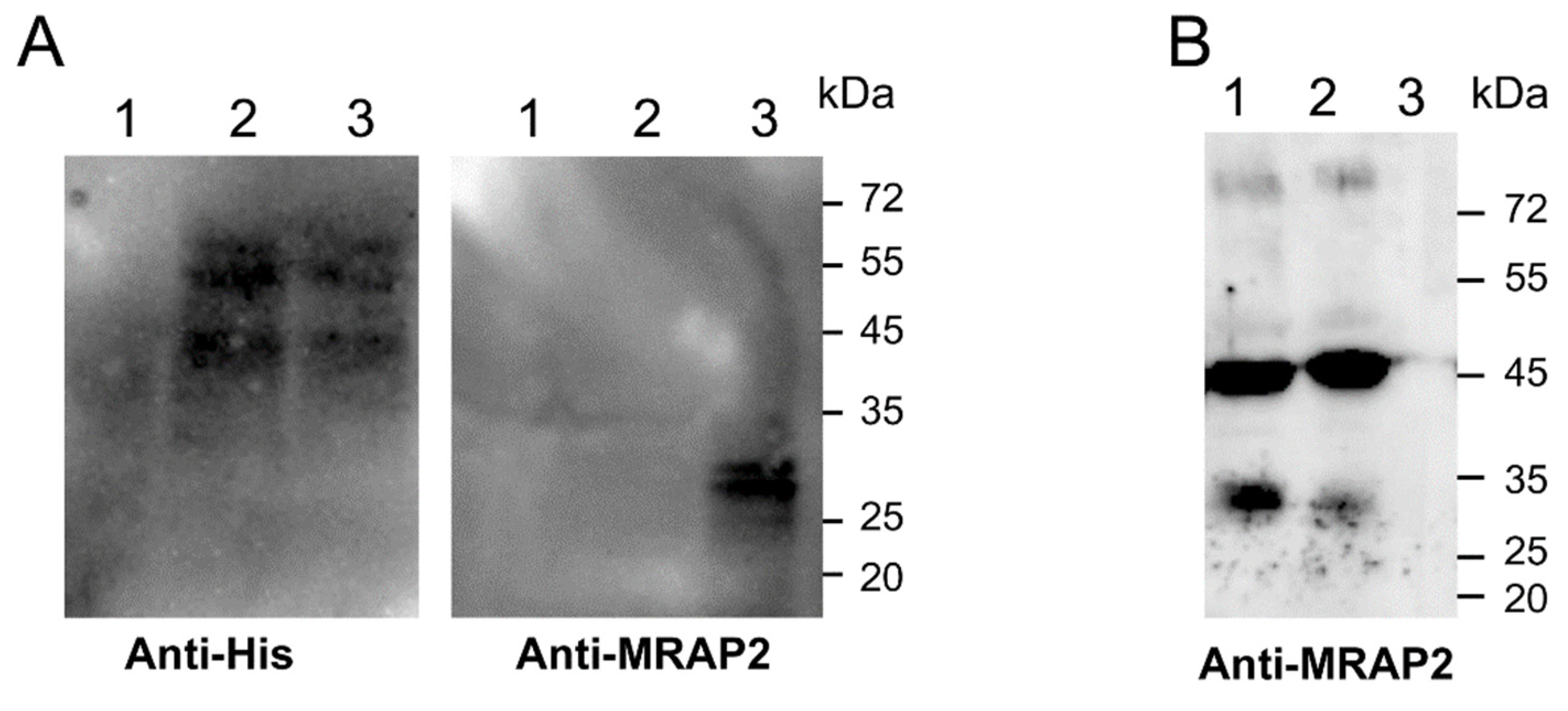 Biomolecules 12 00474 g002