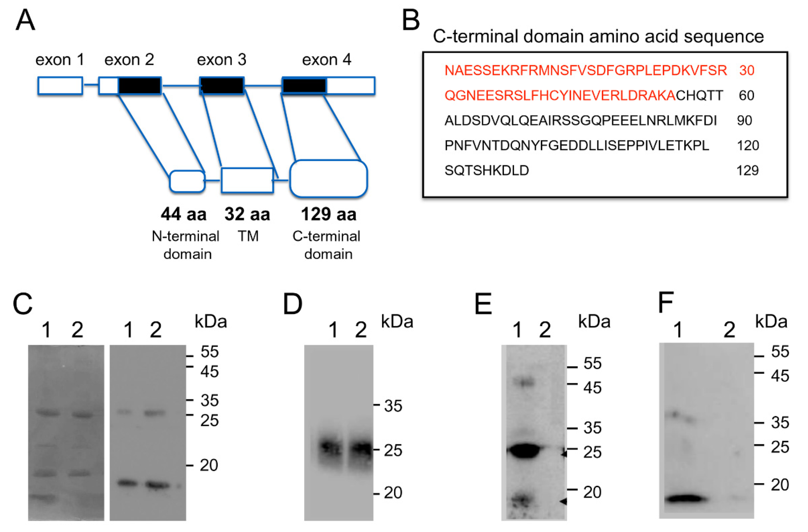 Biomolecules 12 00474 g004