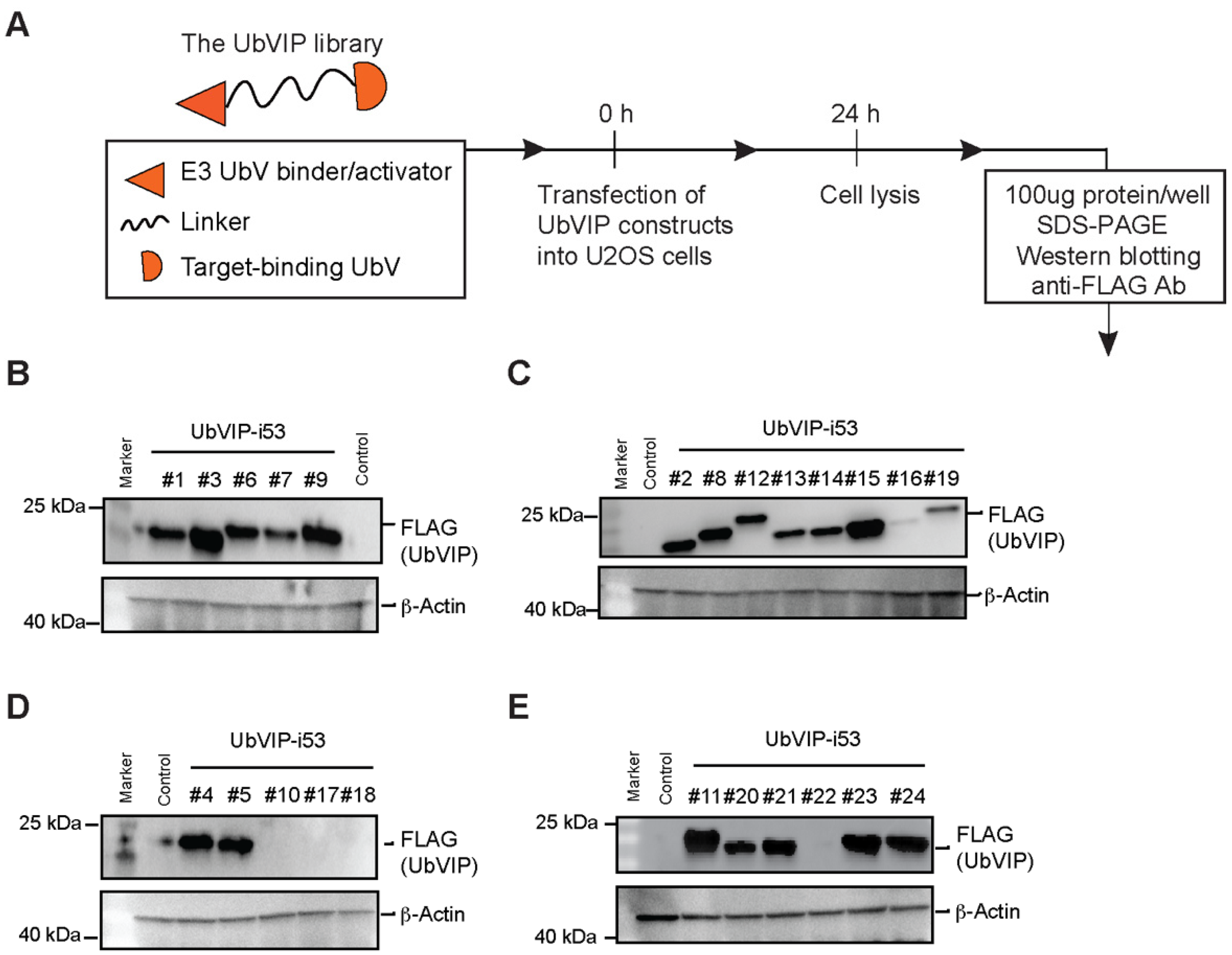 Biomolecules 12 00479 g002
