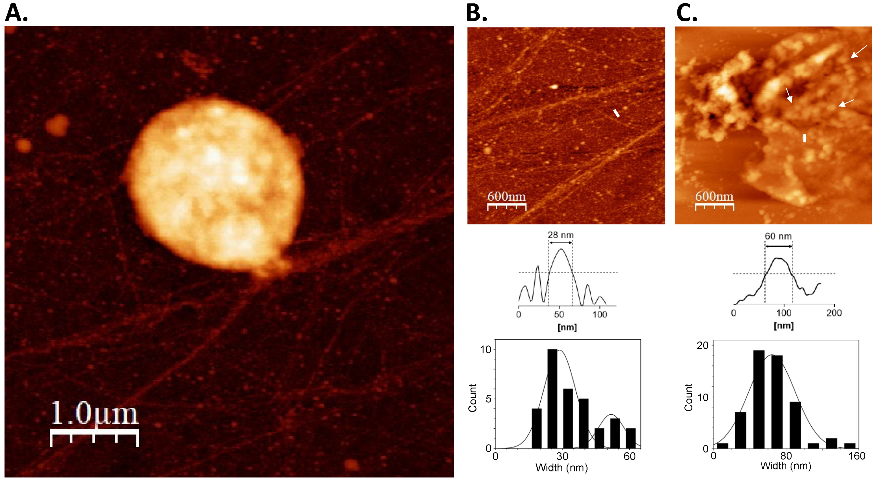 Biomolecules 12 00481 g002