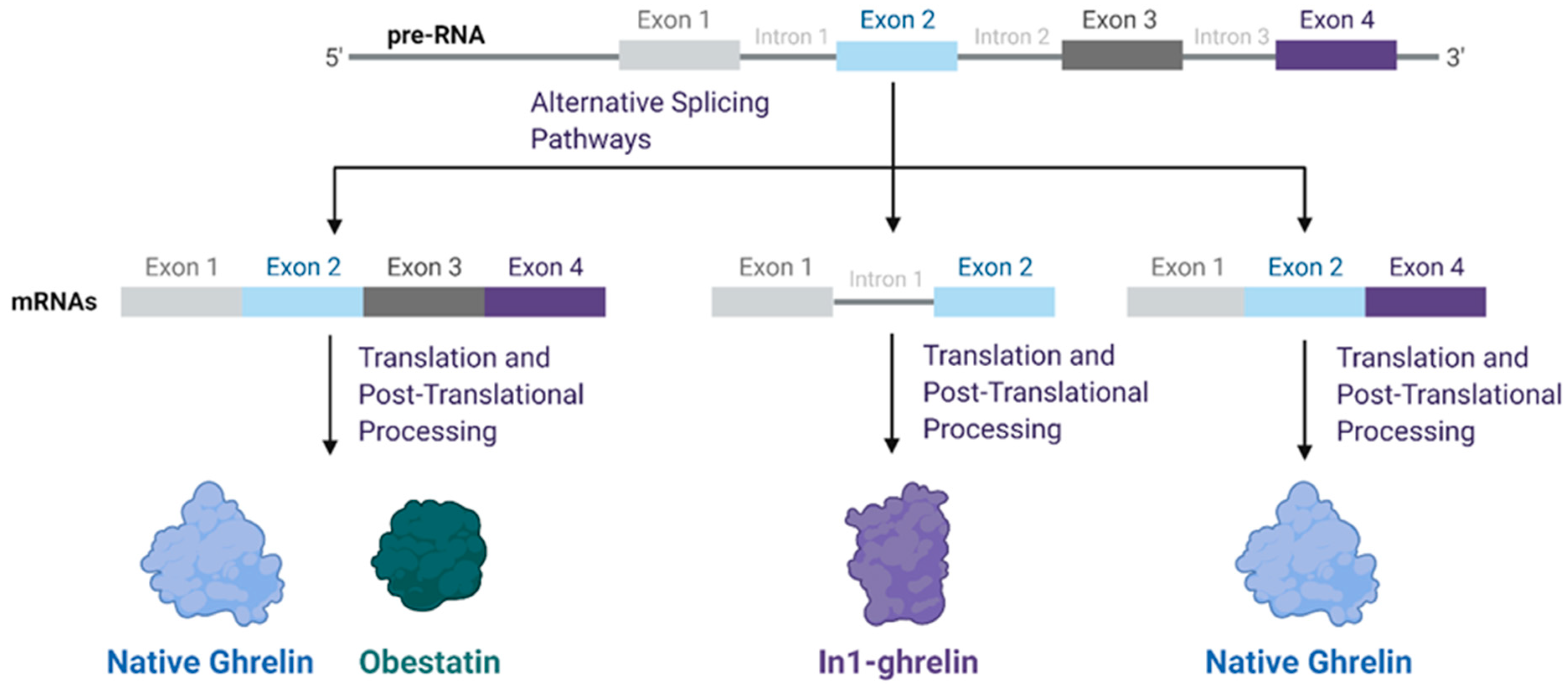 Biomolecules 12 00483 g001 Biomolecules 12 00483 g001