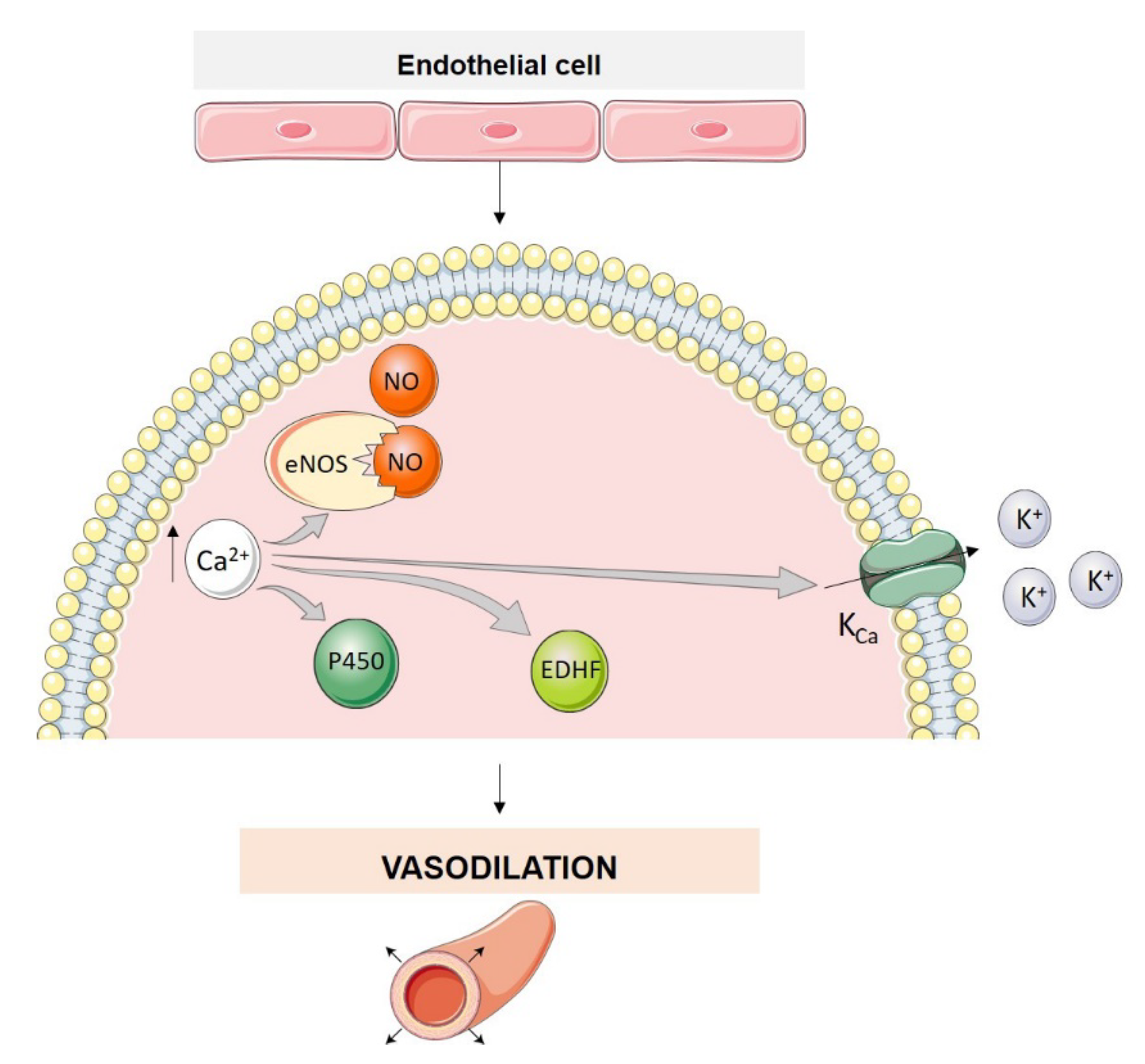 Biomolecules 12 00484 g003