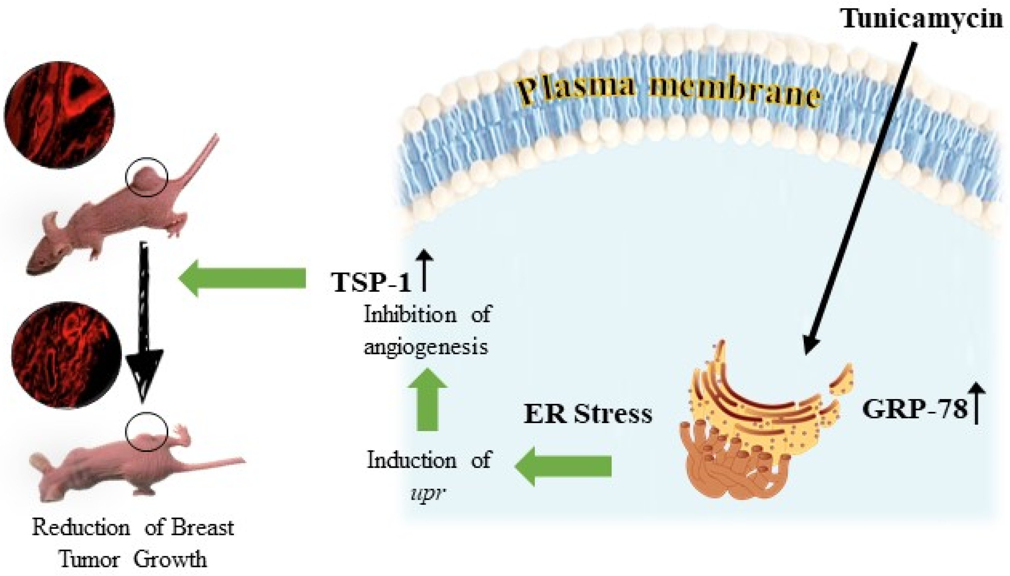 Biomolecules 12 00487 g006