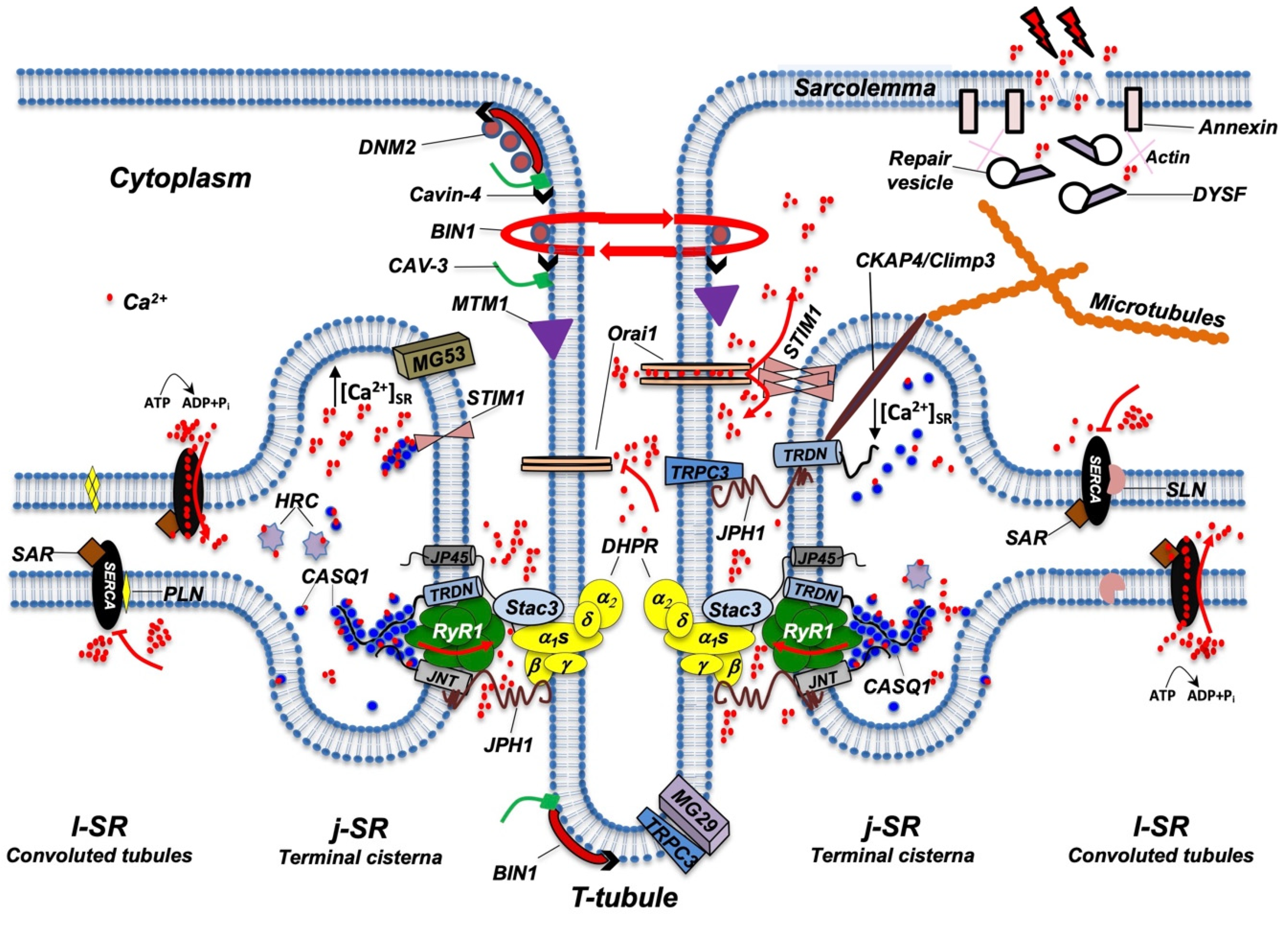 Biomolecules 12 00488 g003