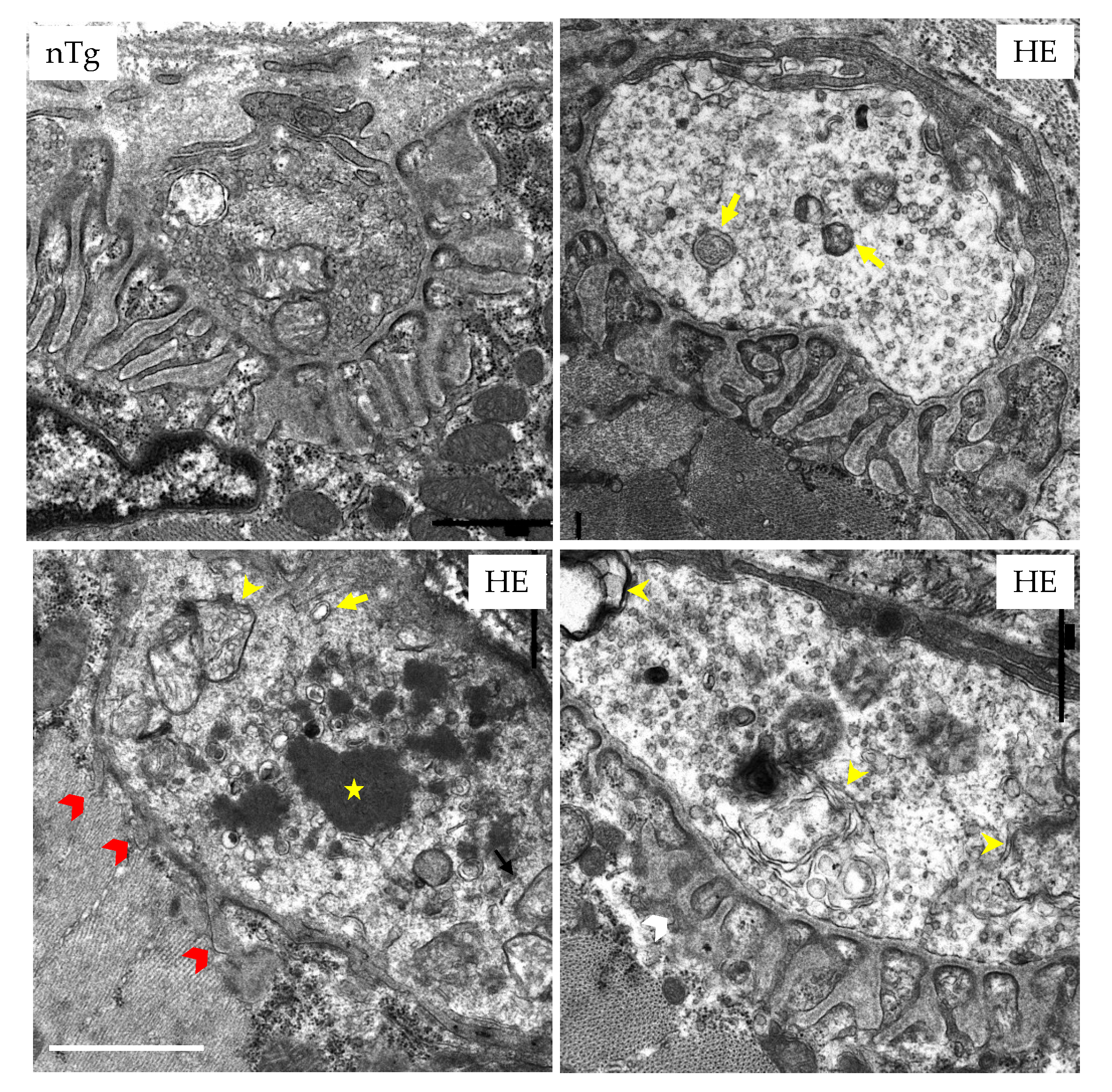 Biomolecules 12 00497 g005 550