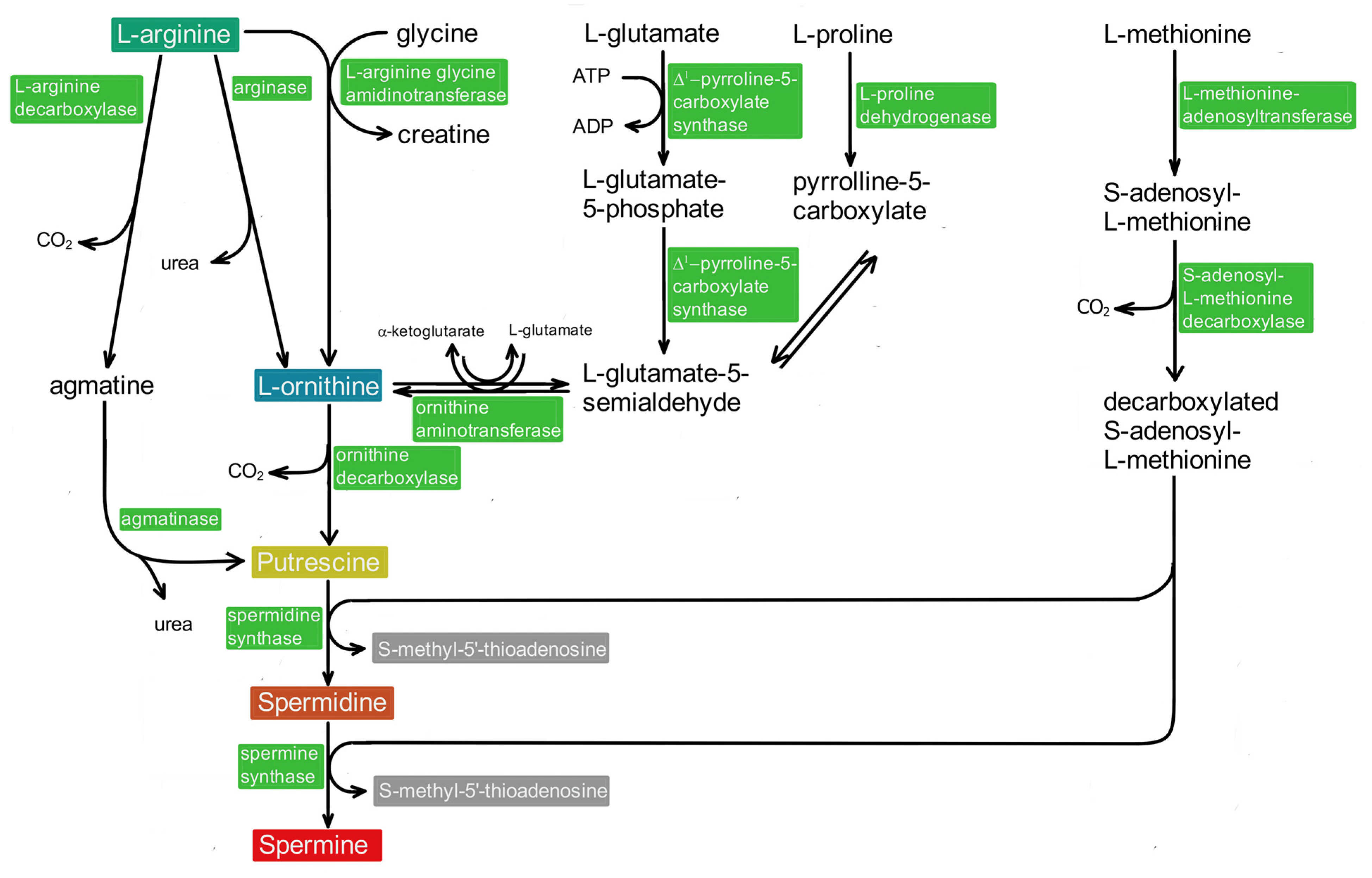 Biomolecules 12 00501 g002 550