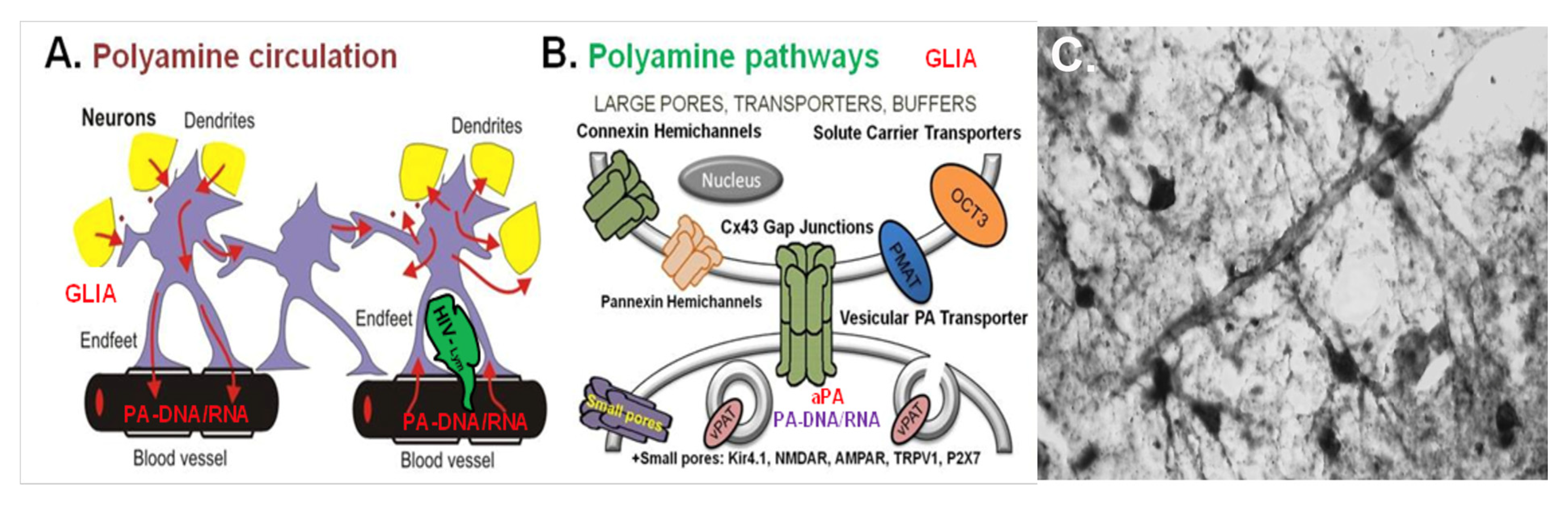 Biomolecules 12 00501 g006 550