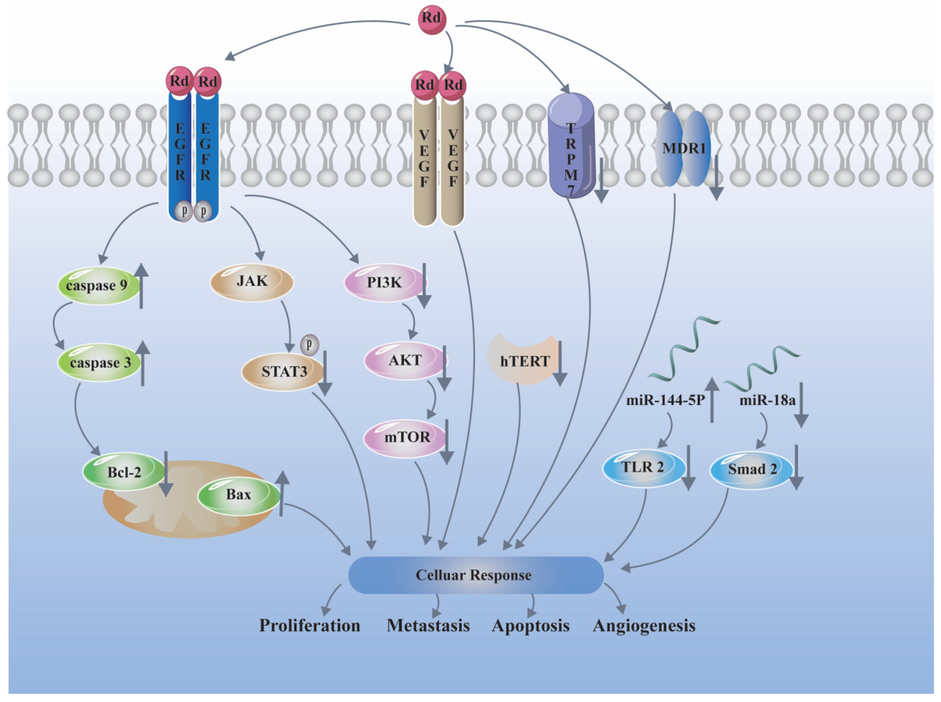 Biomolecules 12 00512 g002 Biomolecules 12 00512 g002