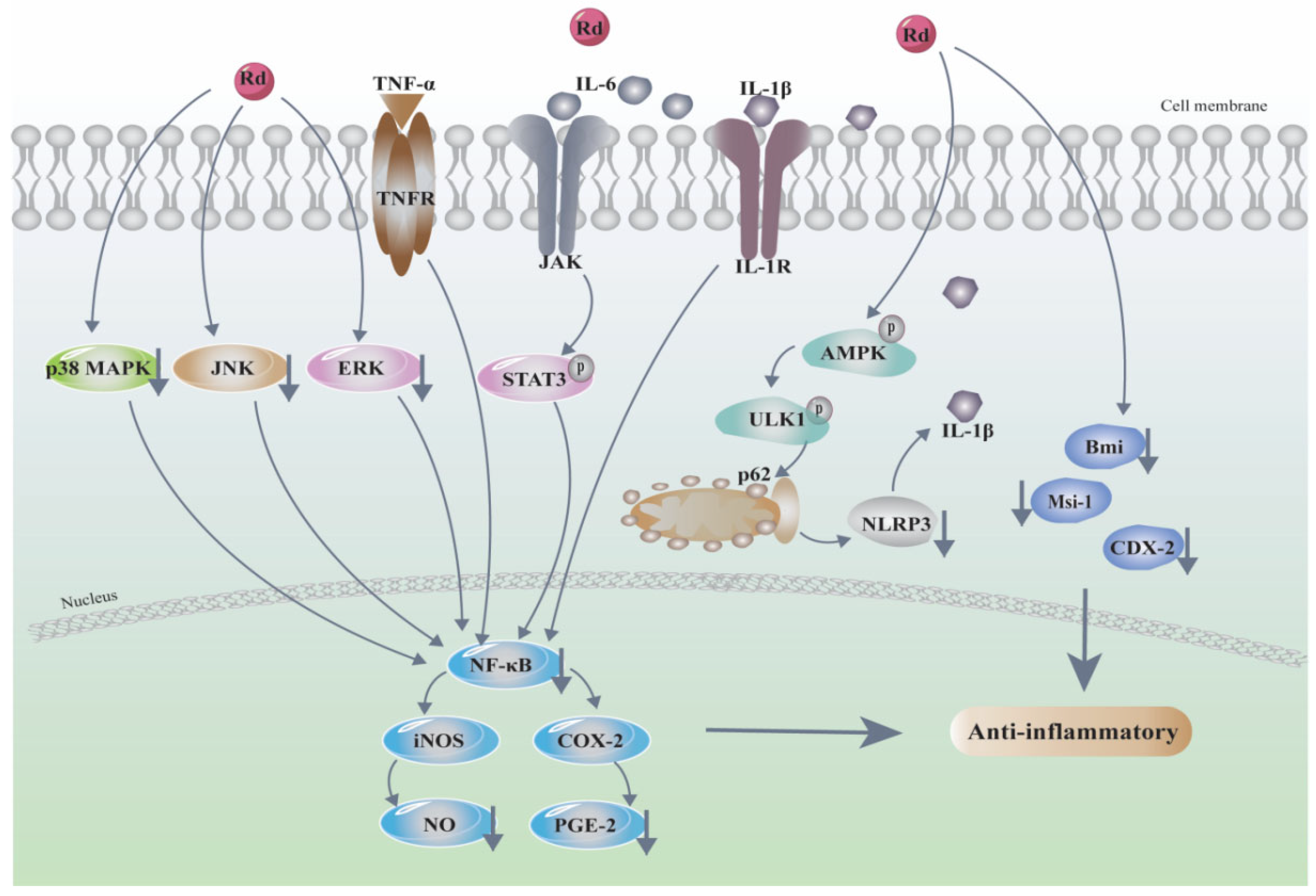 Biomolecules 12 00512 g003 Biomolecules 12 00512 g003