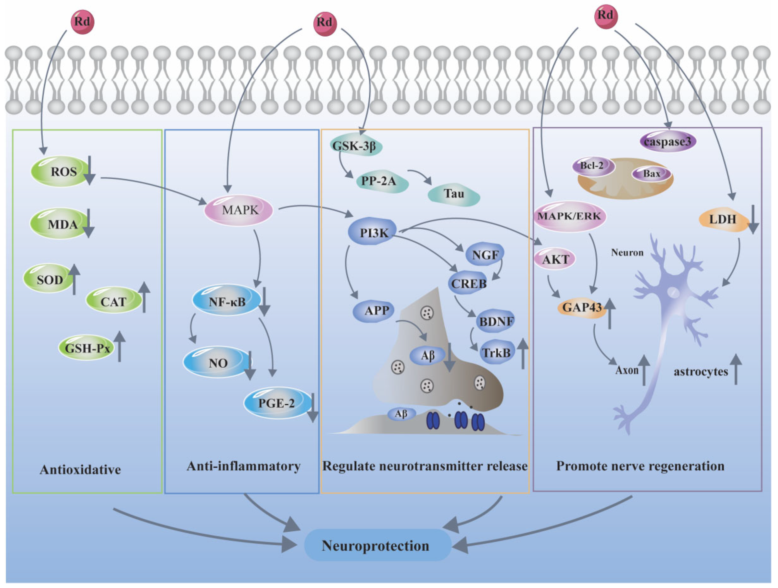 Biomolecules 12 00512 g004 Biomolecules 12 00512 g004