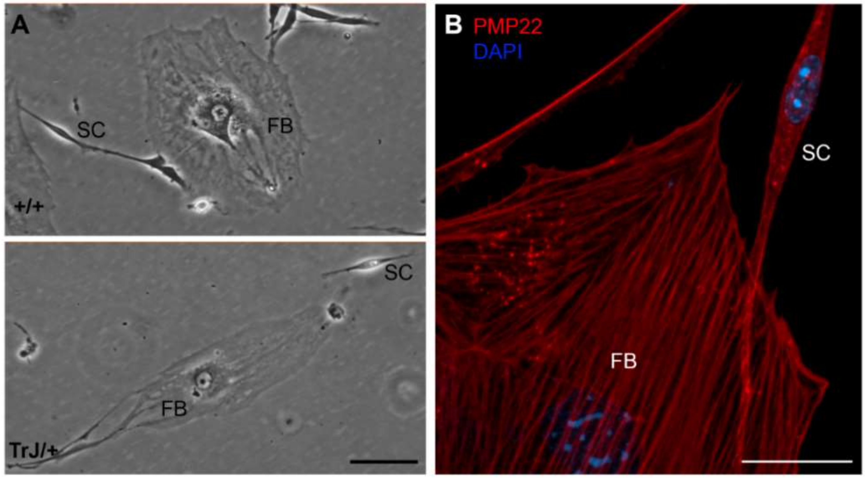 Biomolecules 12 00515 g001 Biomolecules 12 00515 g001