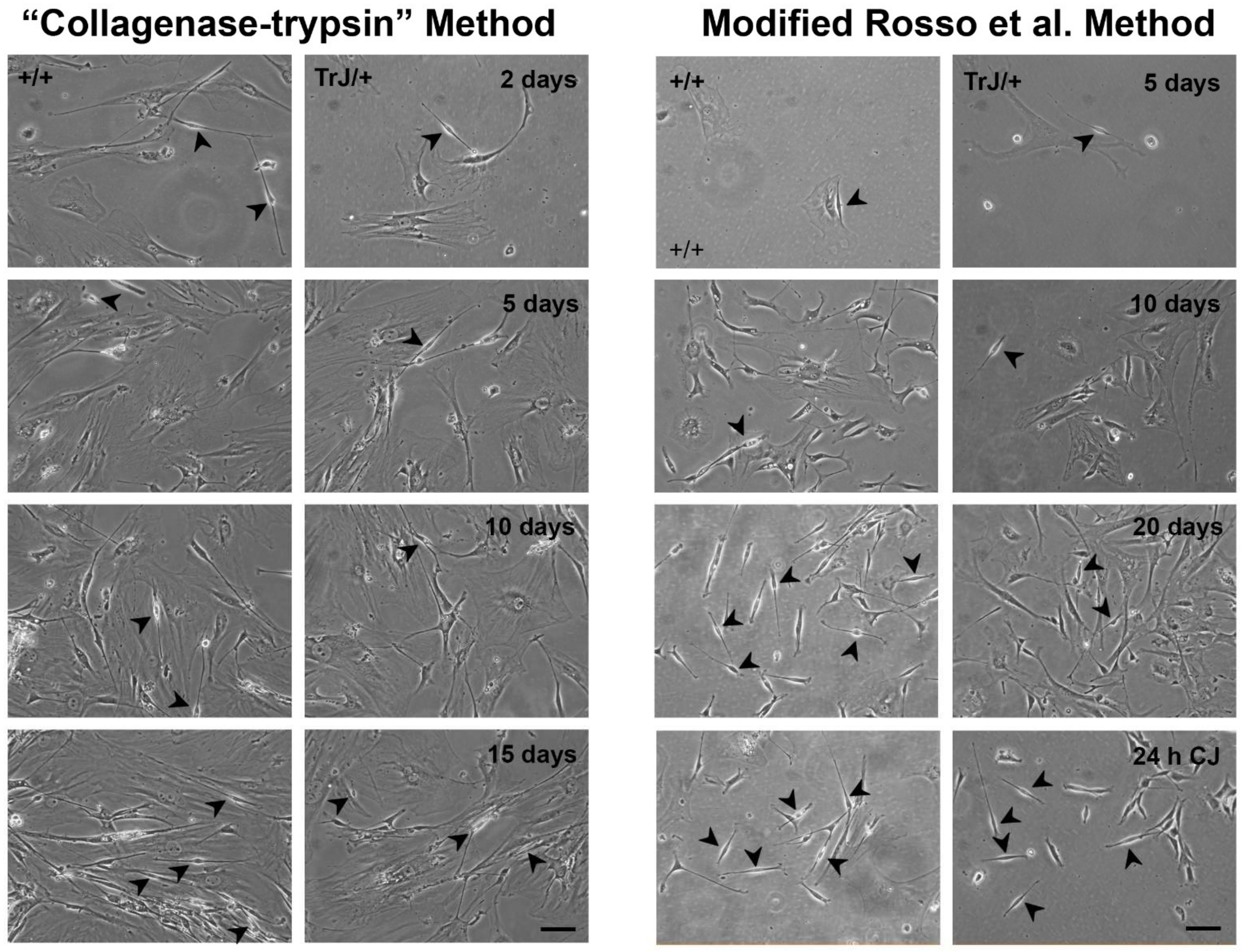 Biomolecules 12 00515 g002 Biomolecules 12 00515 g002