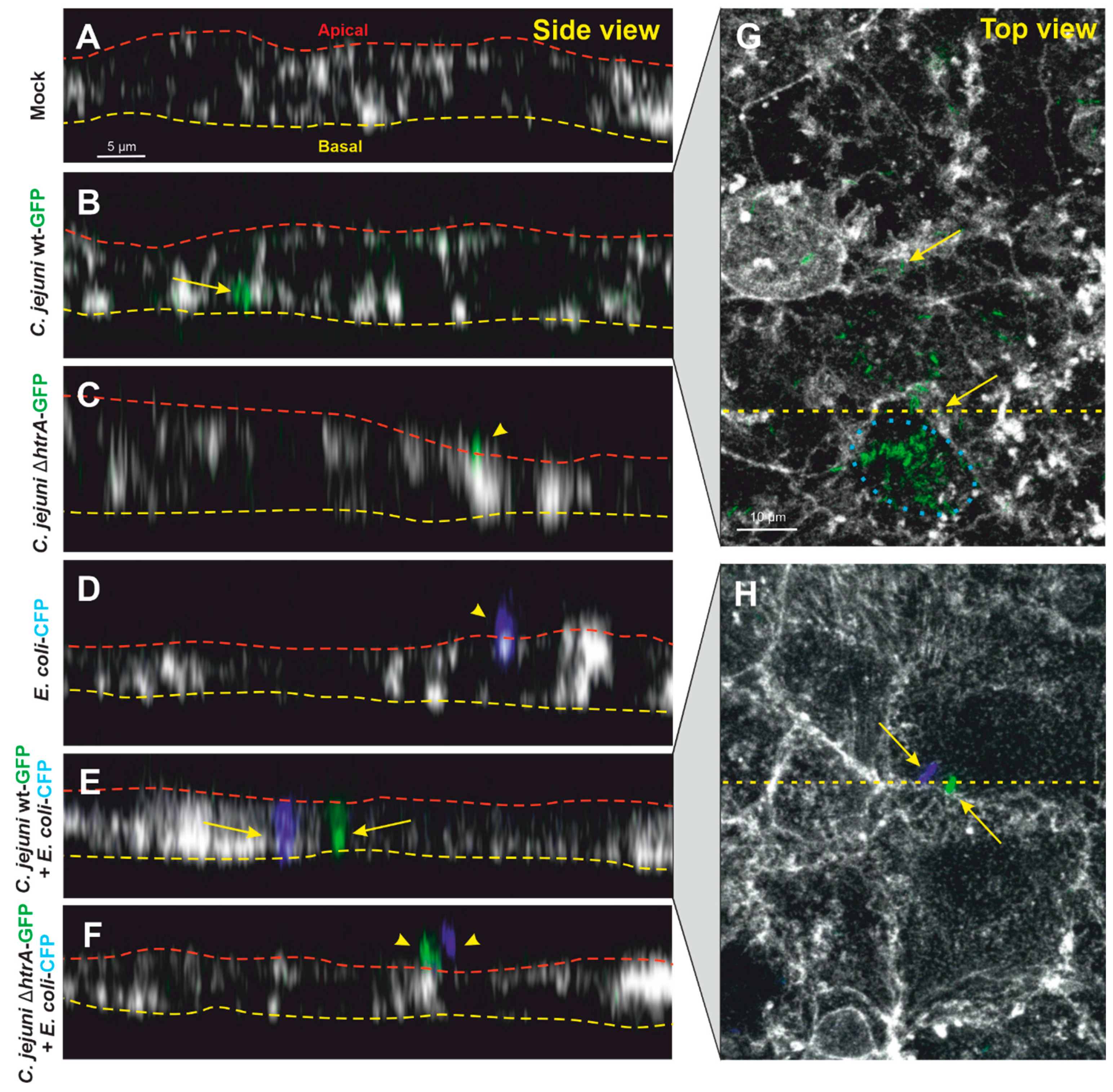 Biomolecules 12 00521 g003 Biomolecules 12 00521 g003