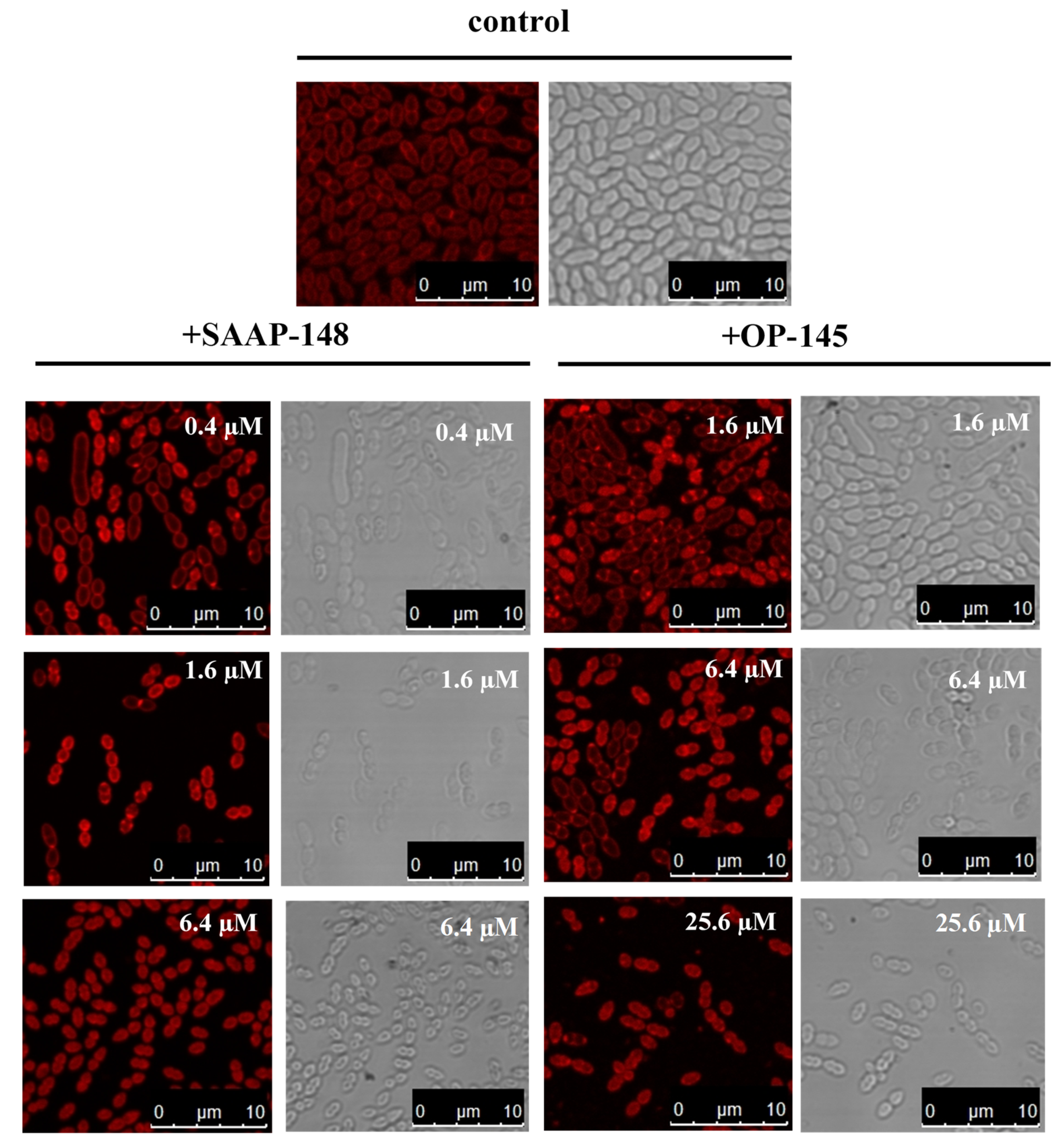 Biomolecules 12 00523 g002 Biomolecules 12 00523 g002