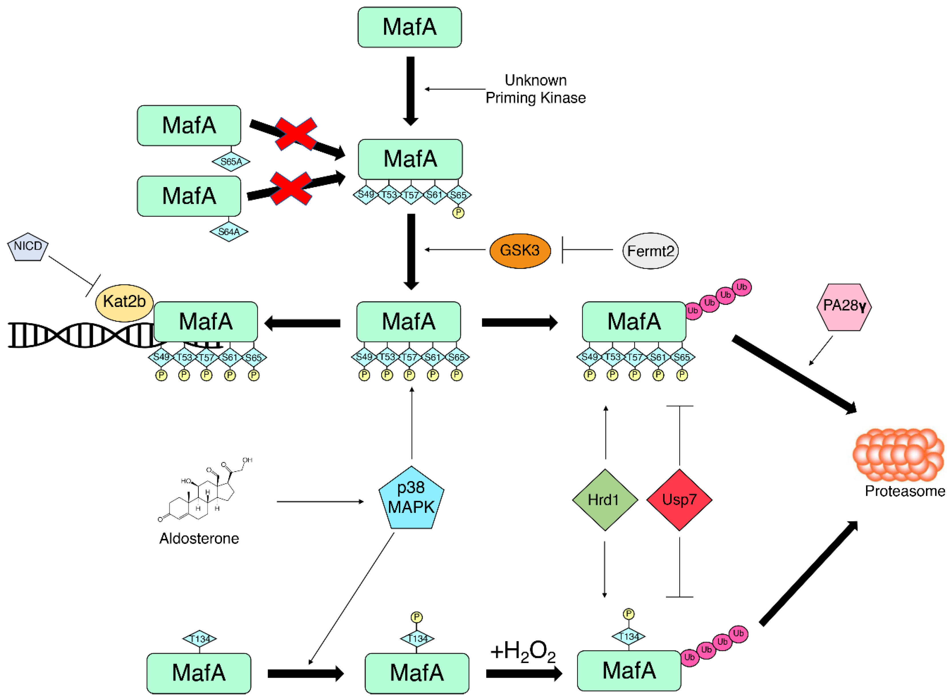 Biomolecules 12 00535 g002 Biomolecules 12 00535 g002