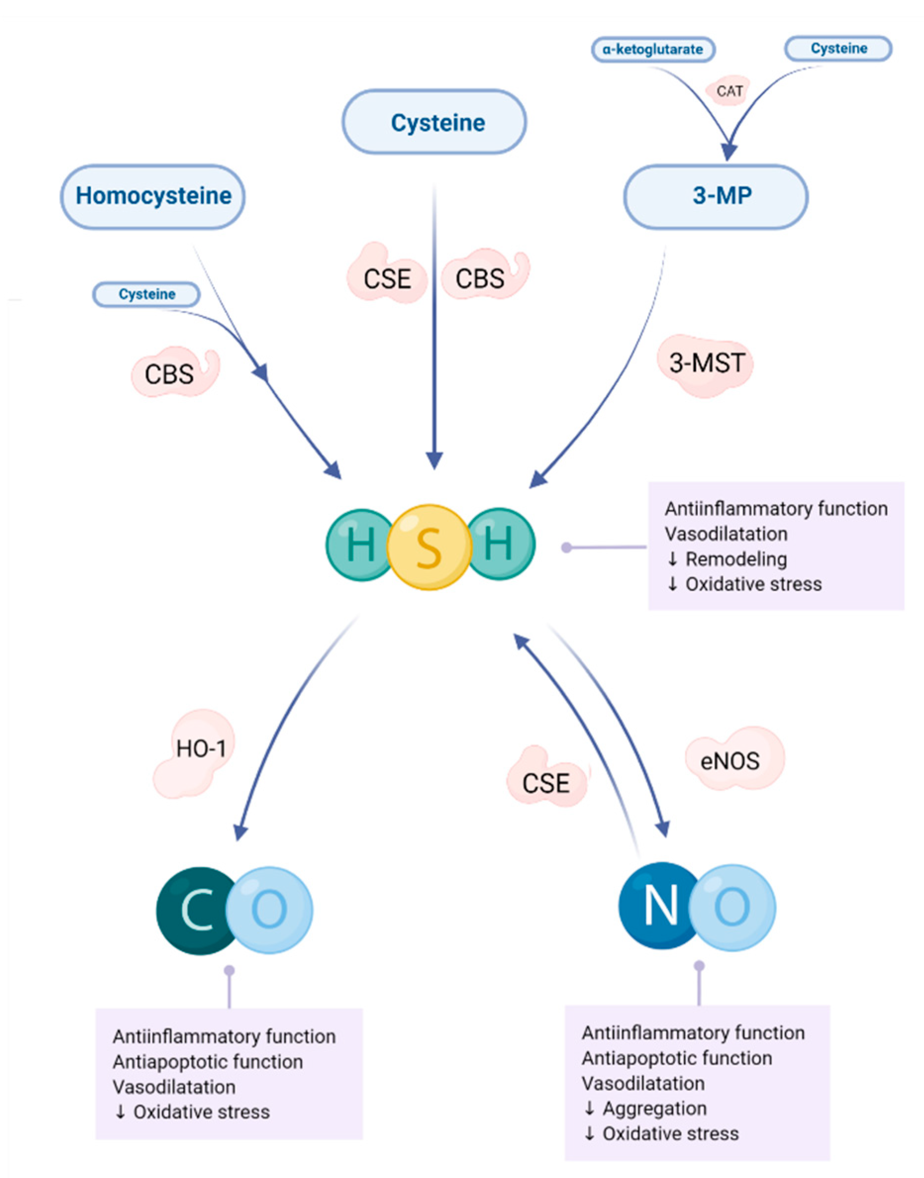 Biomolecules 12 00536 g002 Biomolecules 12 00536 g002