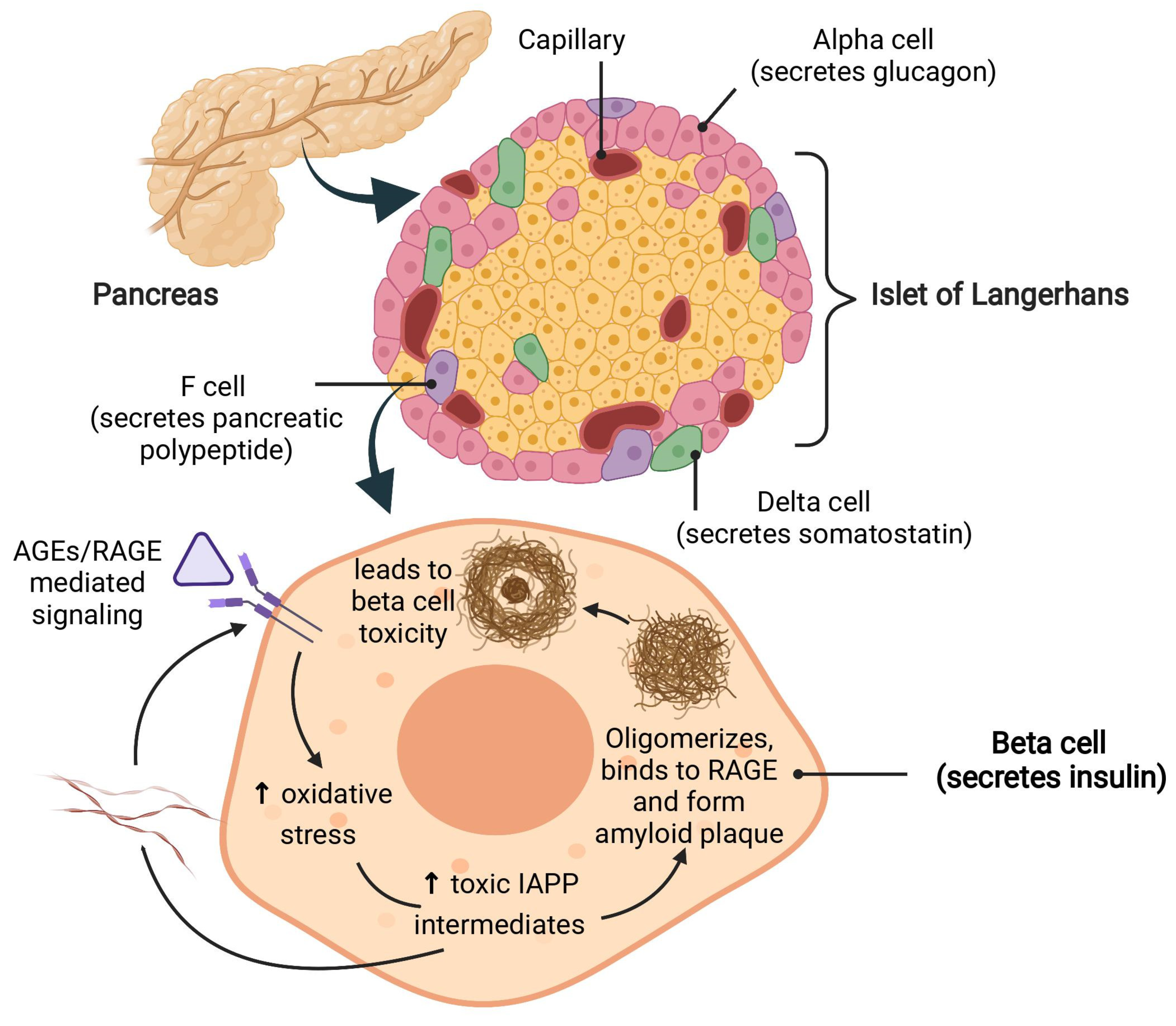 Biomolecules 12 00542 g002