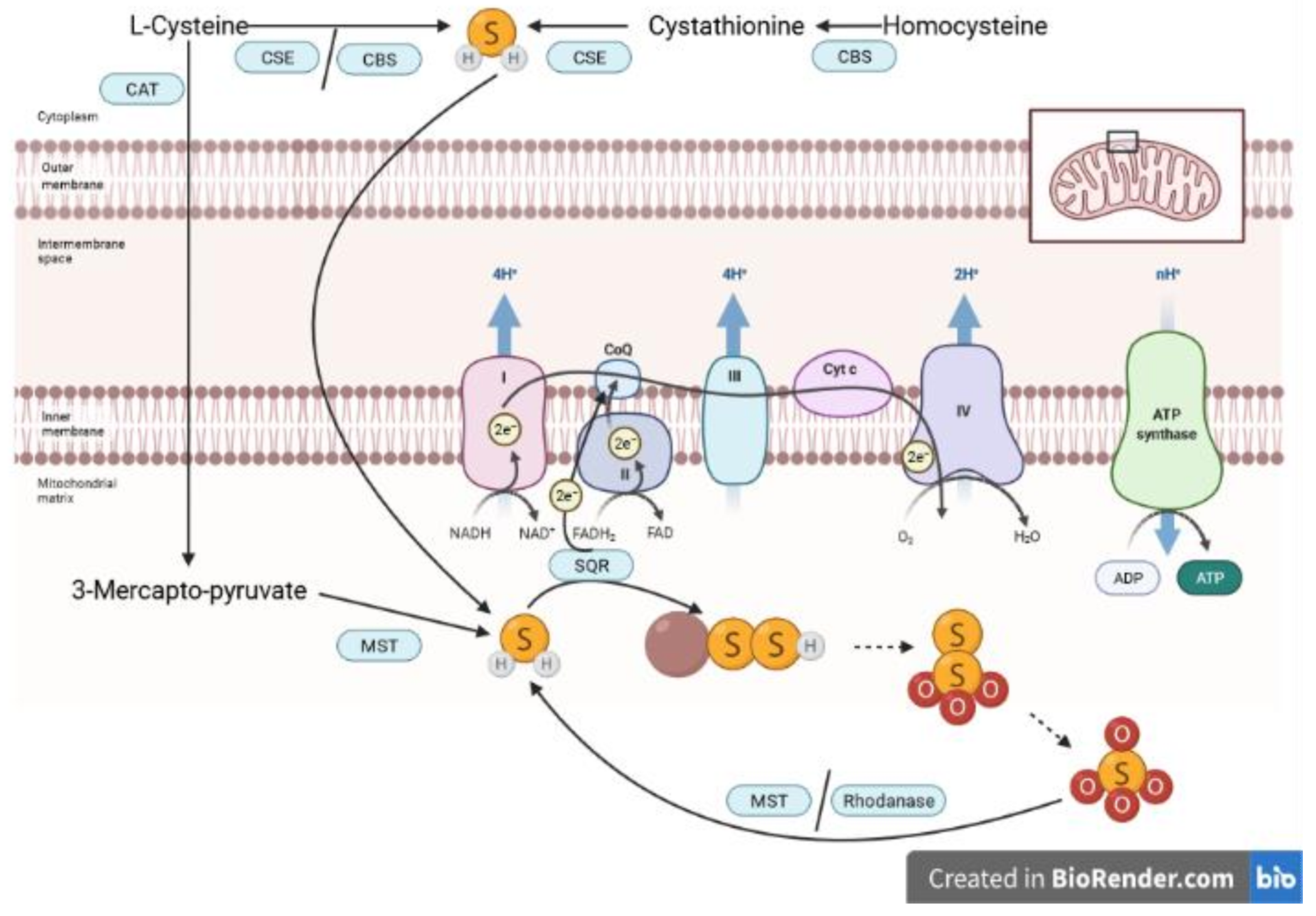 Biomolecules 12 00543 g001 Biomolecules 12 00543 g001