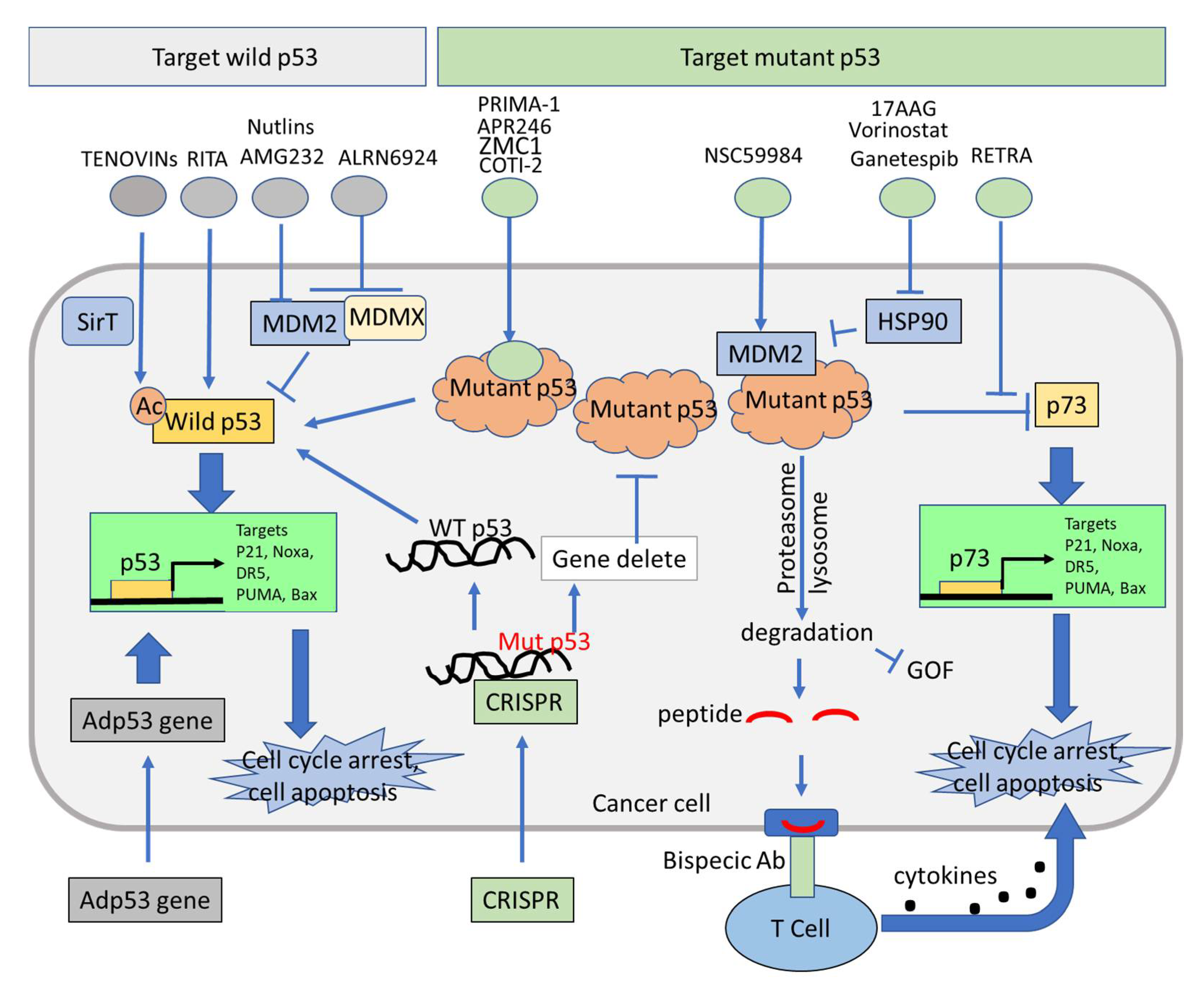 Biomolecules 12 00548 g002 Biomolecules 12 00548 g002