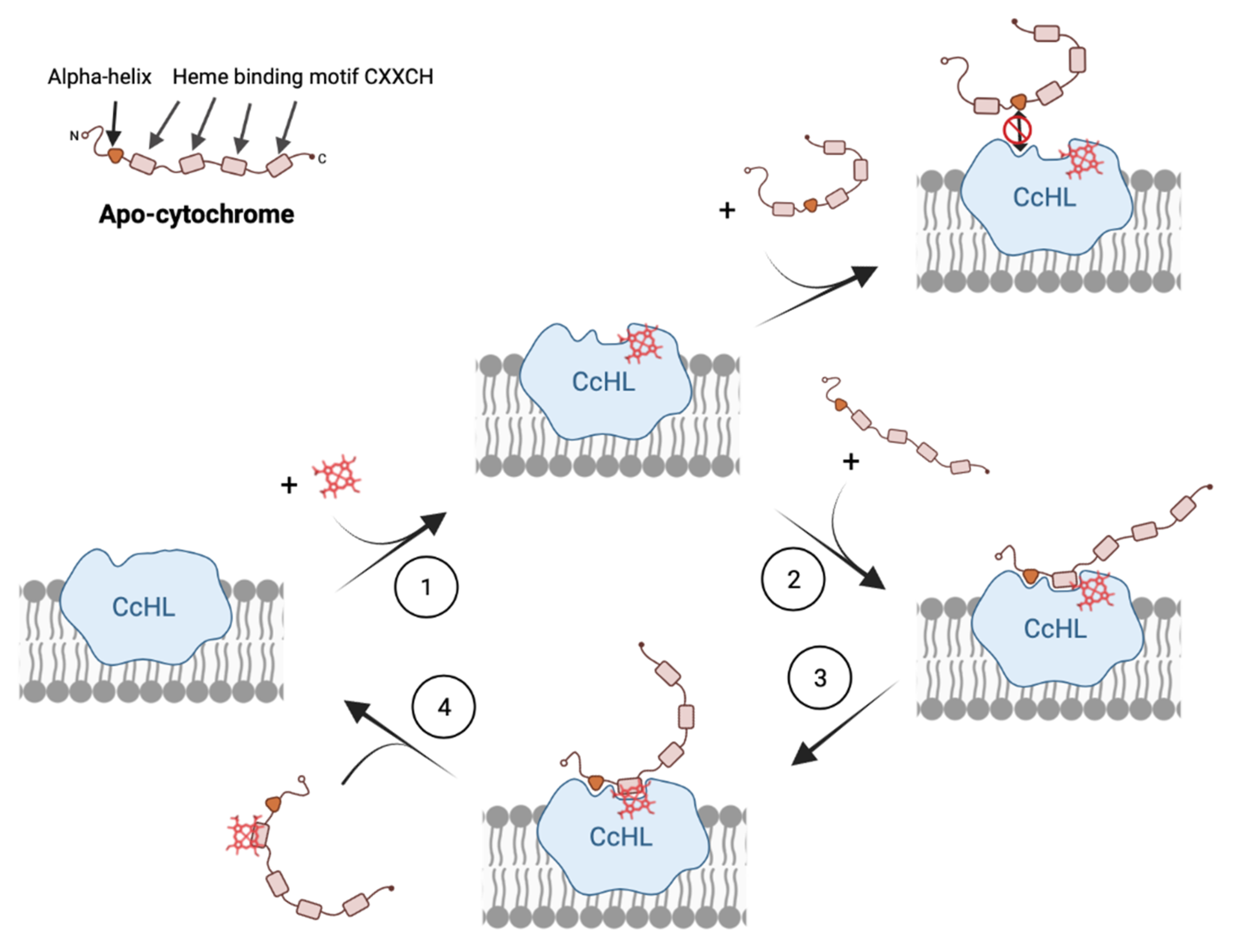 Biomolecules 12 00549 g004