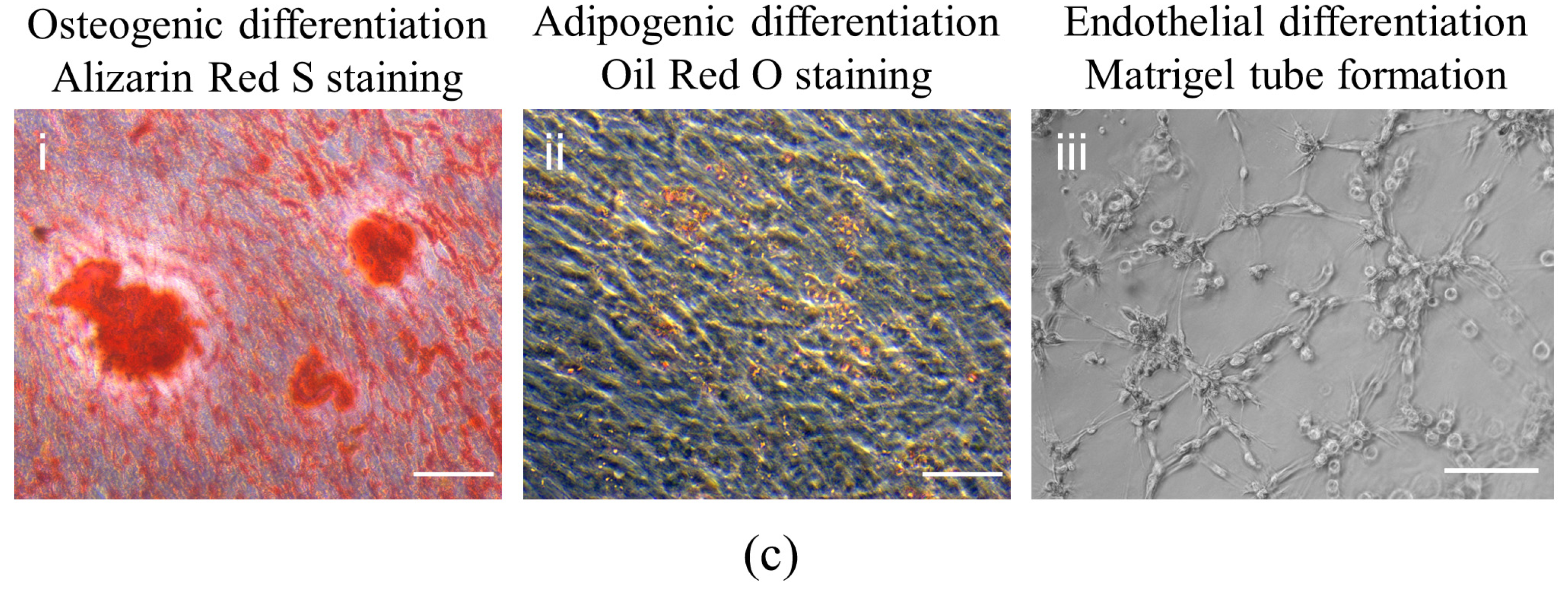 Biomolecules 12 00575 g001b 550