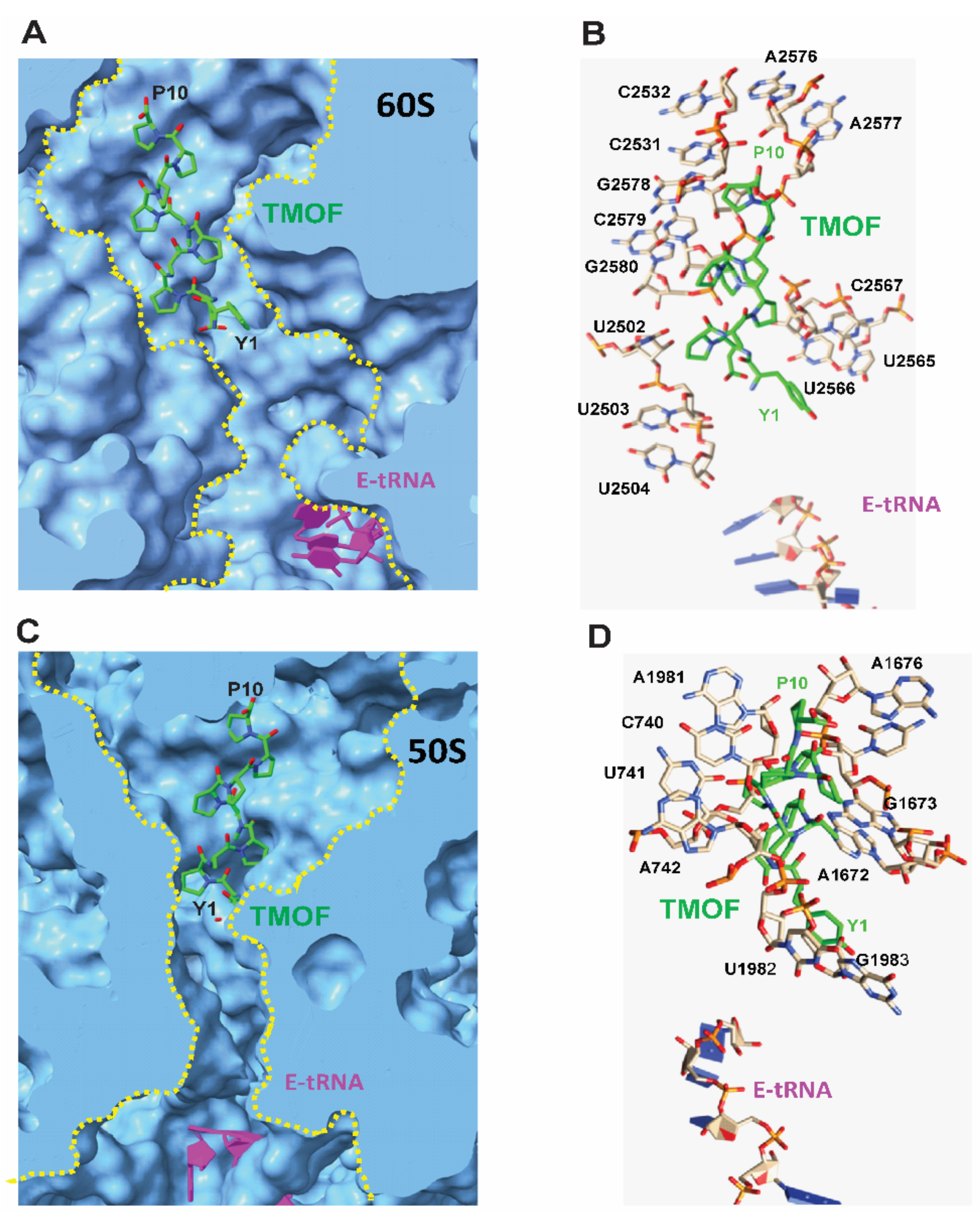 The Ribosome Is the Ultimate Receptor for Trypsin Modulating The Ribosome Is the Ultimate Receptor for Trypsin Modulating