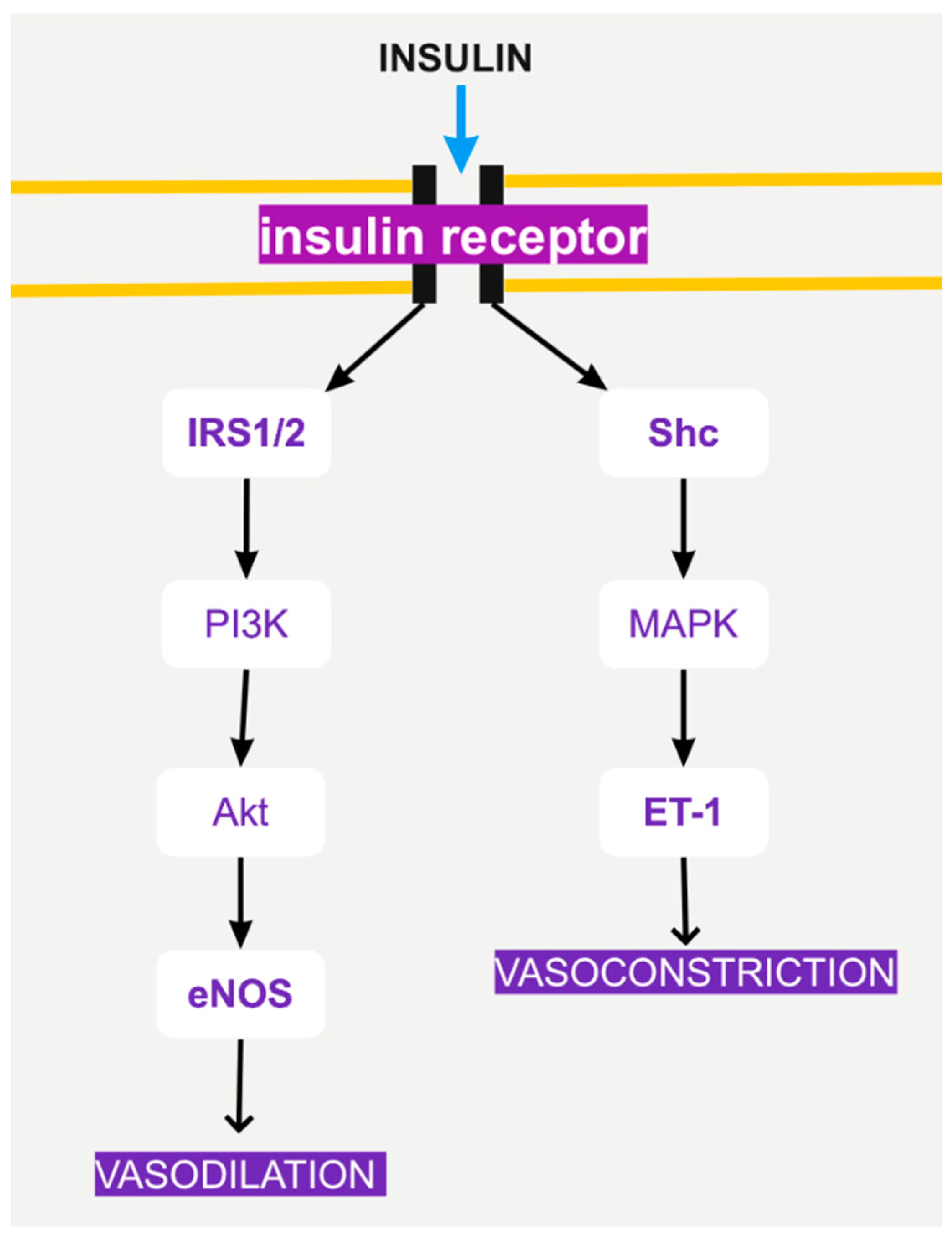 Biomolecules 12 00578 g002
