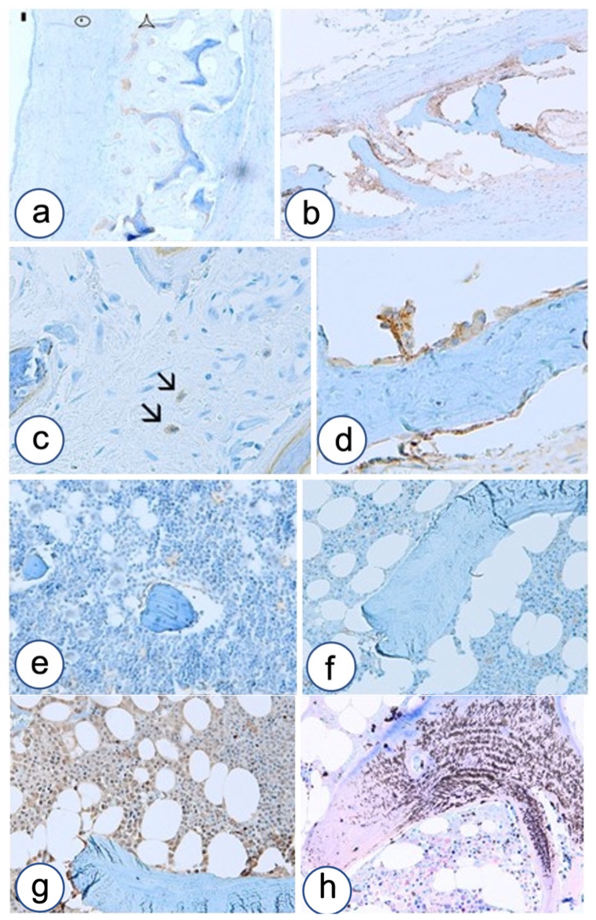 Biomolecules 12 00587 g008 Biomolecules 12 00587 g008