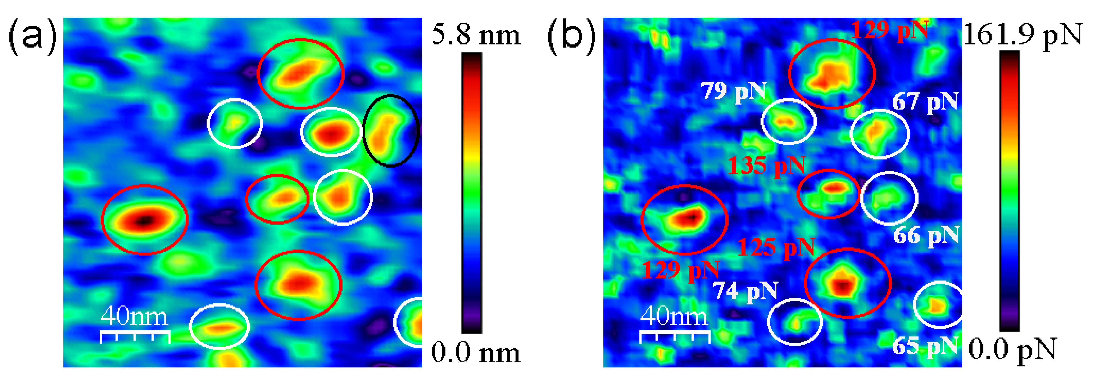 Biomolecules 12 00594 g005 Biomolecules 12 00594 g005