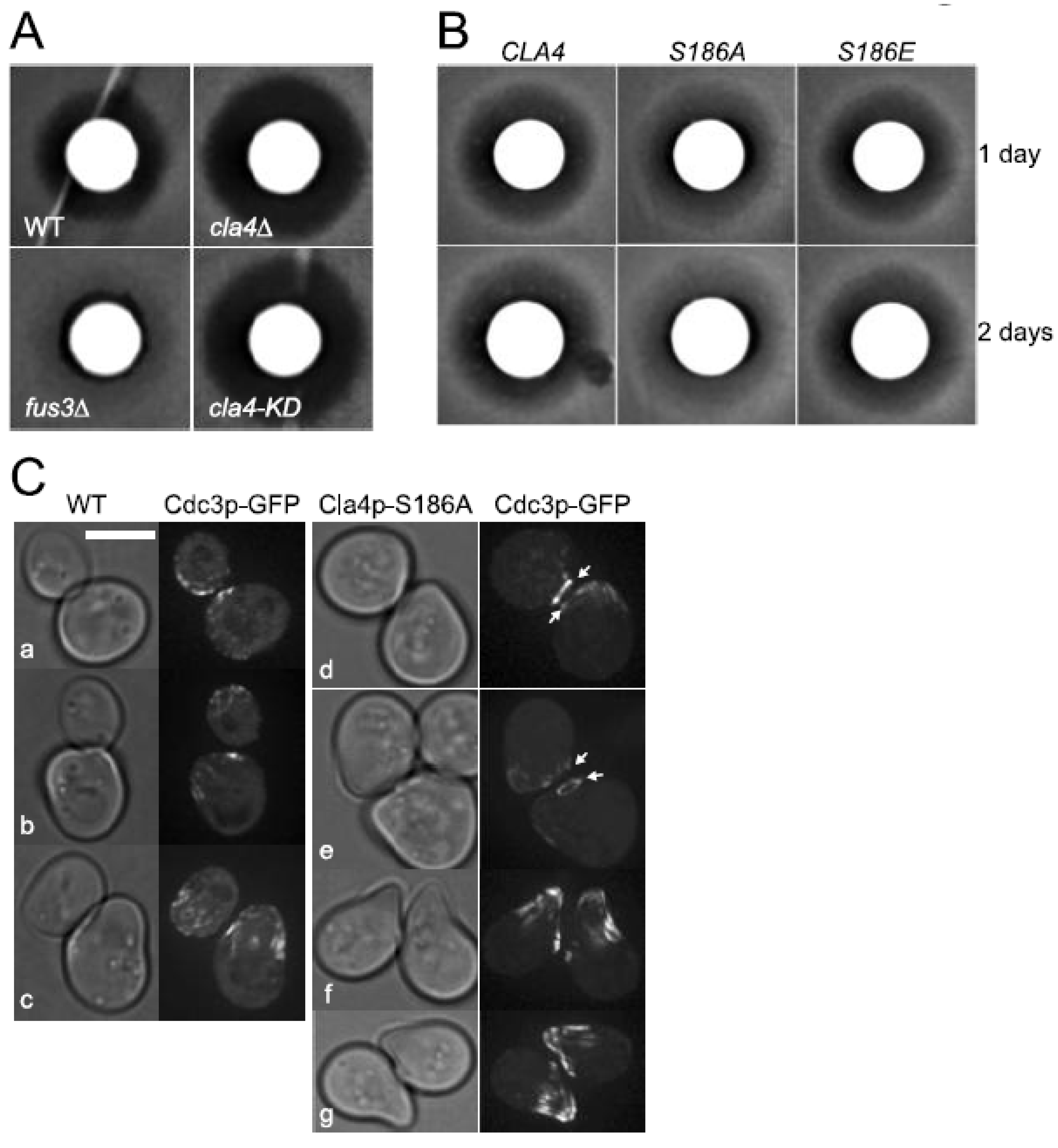 Biomolecules 12 00598 g006 Biomolecules 12 00598 g006