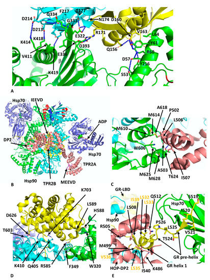 Advances towards Understanding the Mechanism of Action of the Hsp90 Complex