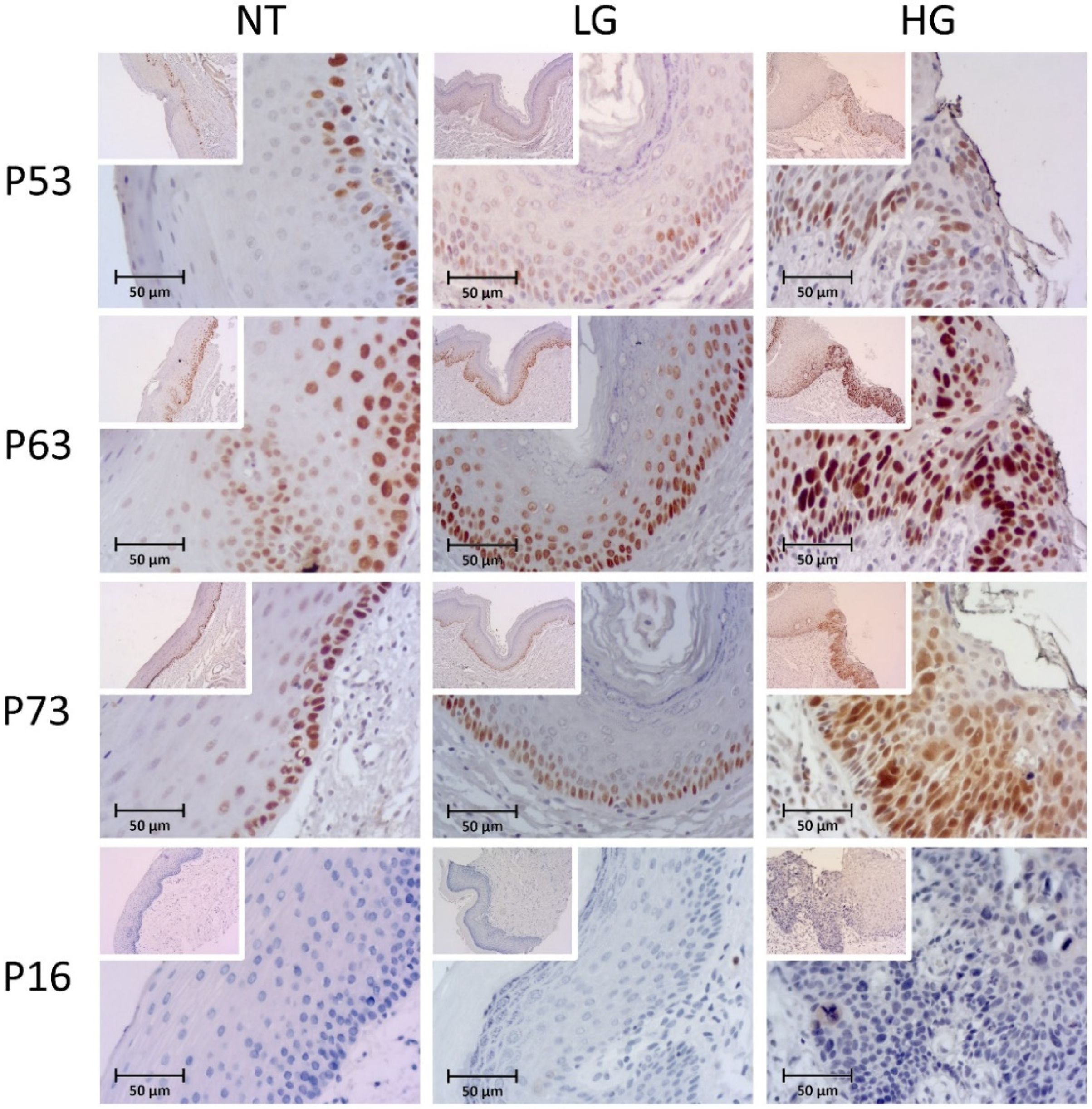 Biomolecules 12 00606 g002 Biomolecules 12 00606 g002