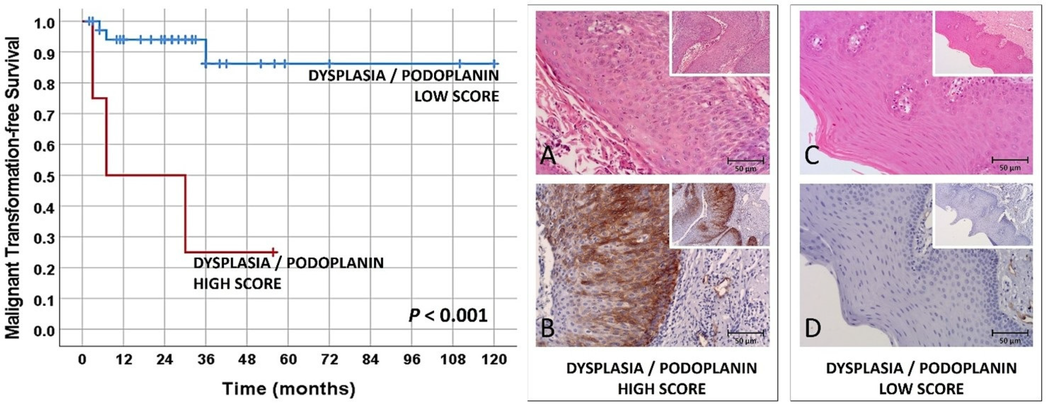 Biomolecules 12 00606 g003 Biomolecules 12 00606 g003