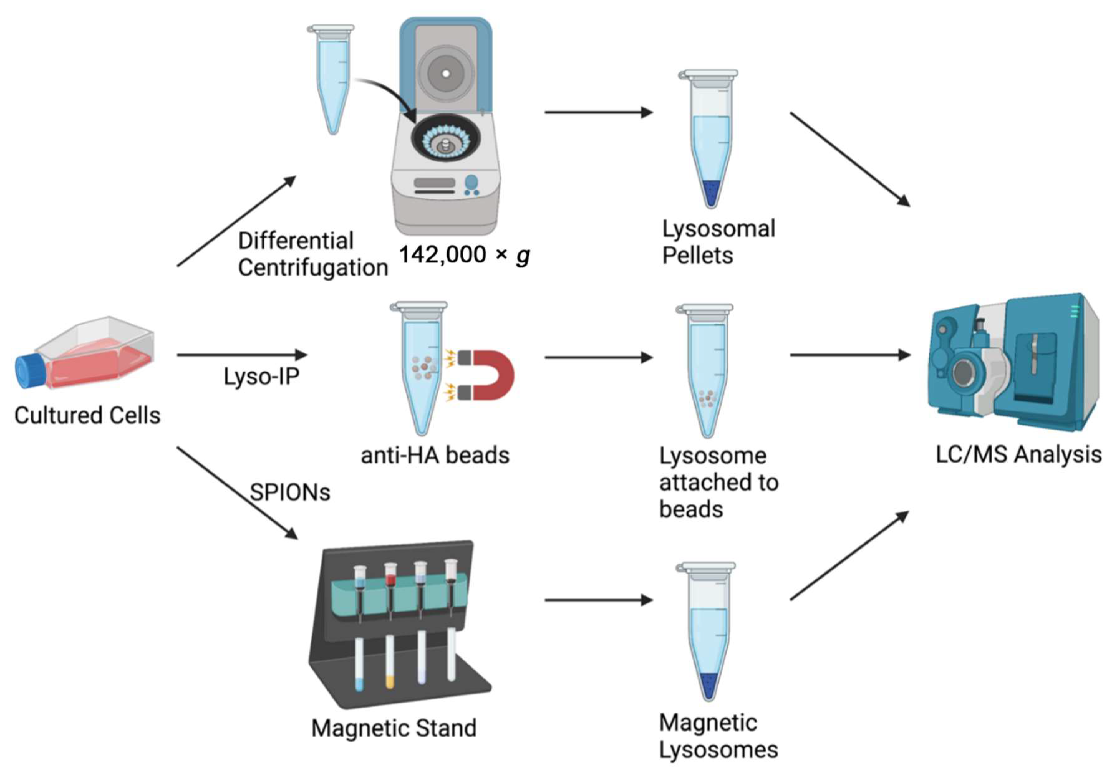 Biomolecules Free FullText LysoIP Uncovering Pathogenic