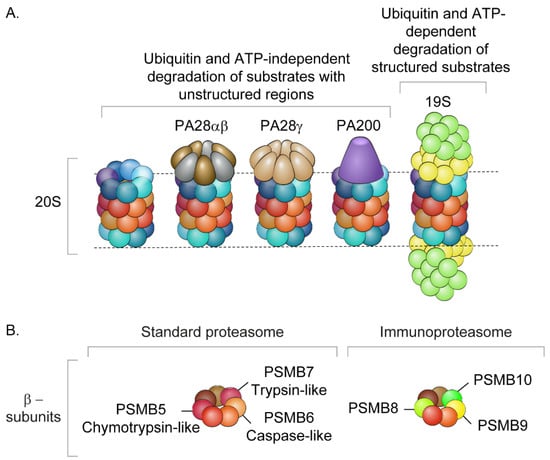 An abundance of free regulatory (19S) proteasome particles