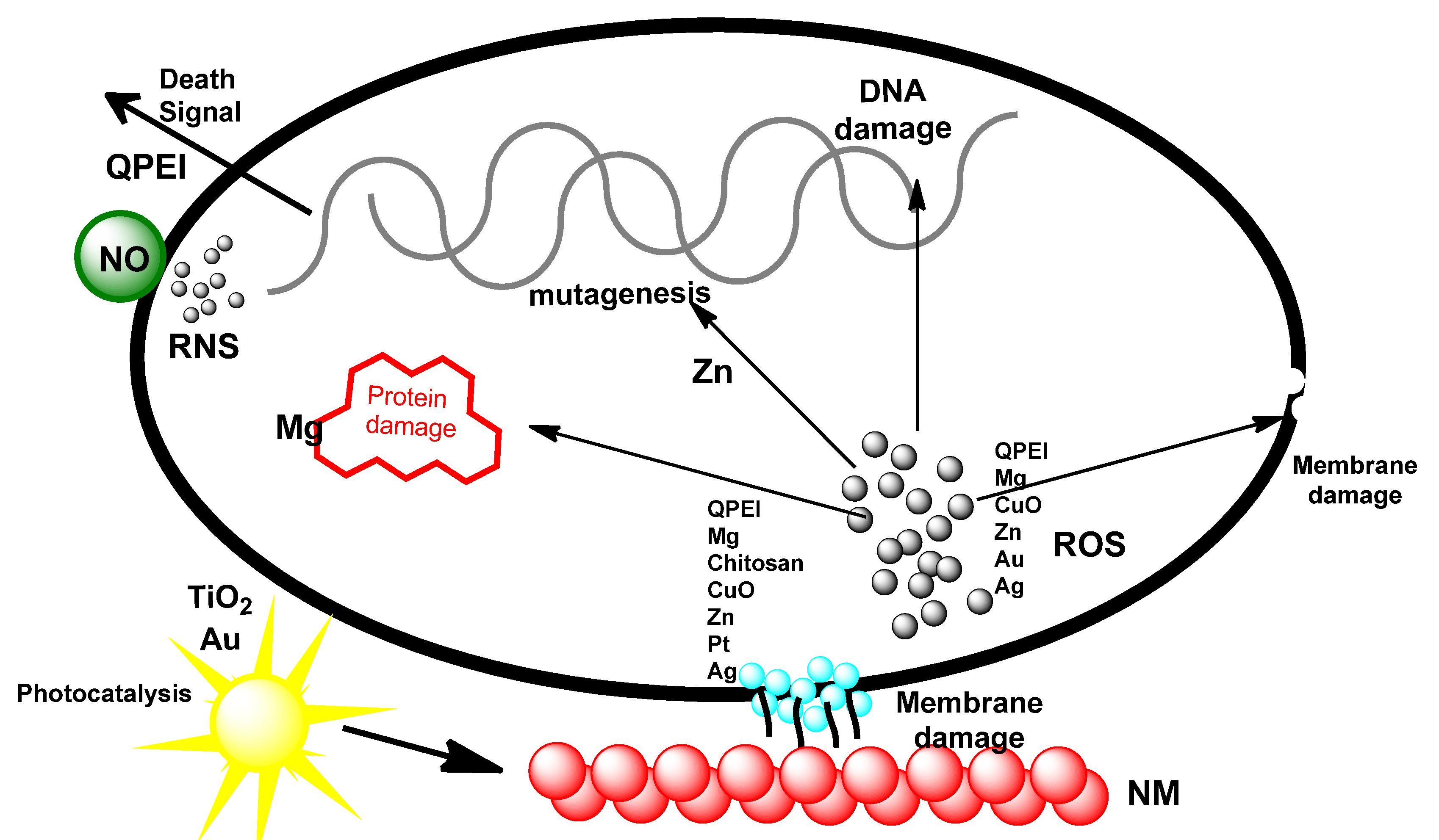 Biomolecules 12 00627 g007