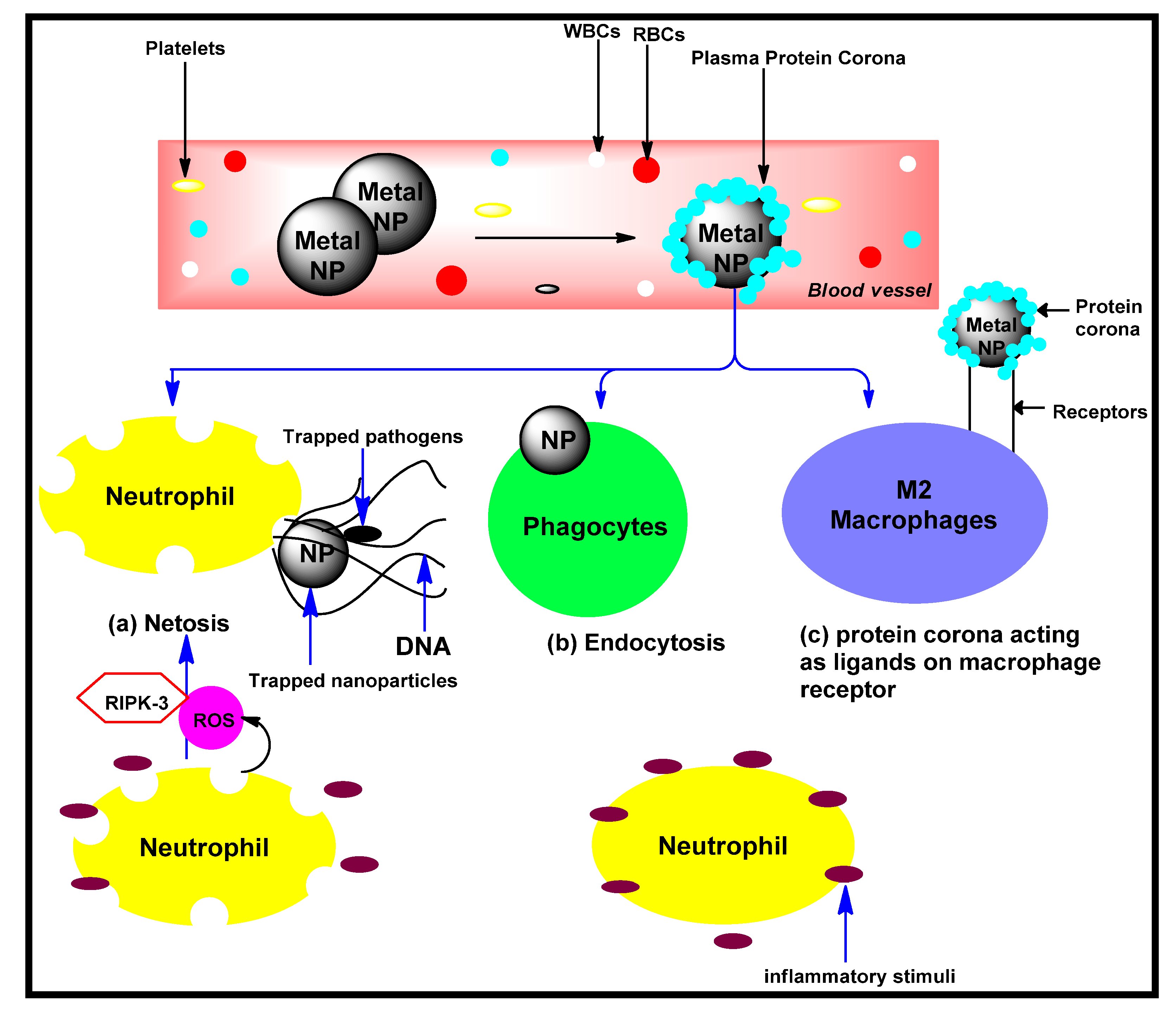 Biomolecules 12 00627 g008